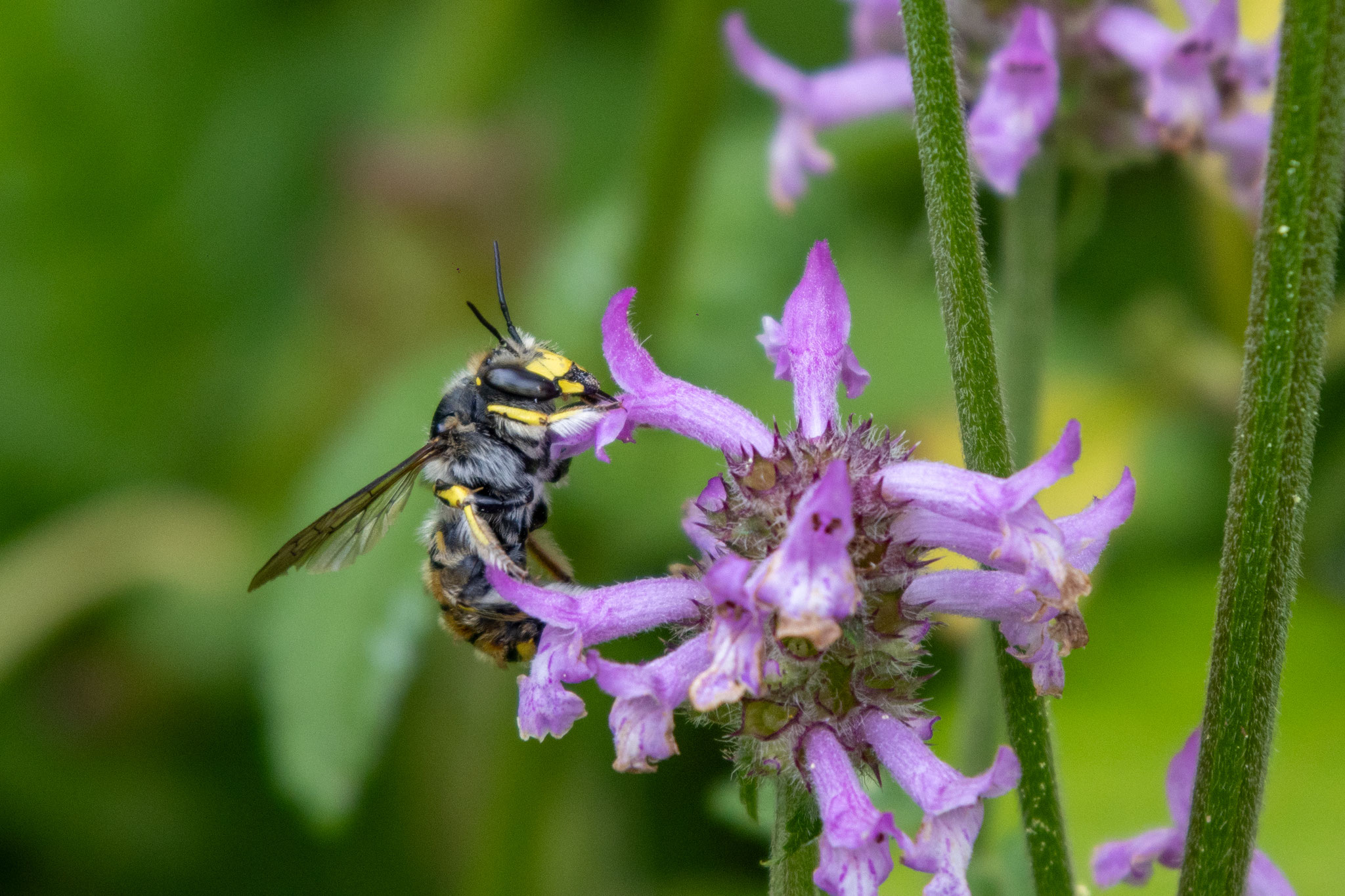 Männchen der Garten-Wollbiene/Anthidium manicatum auf Ziest (Foto: B. Budig)