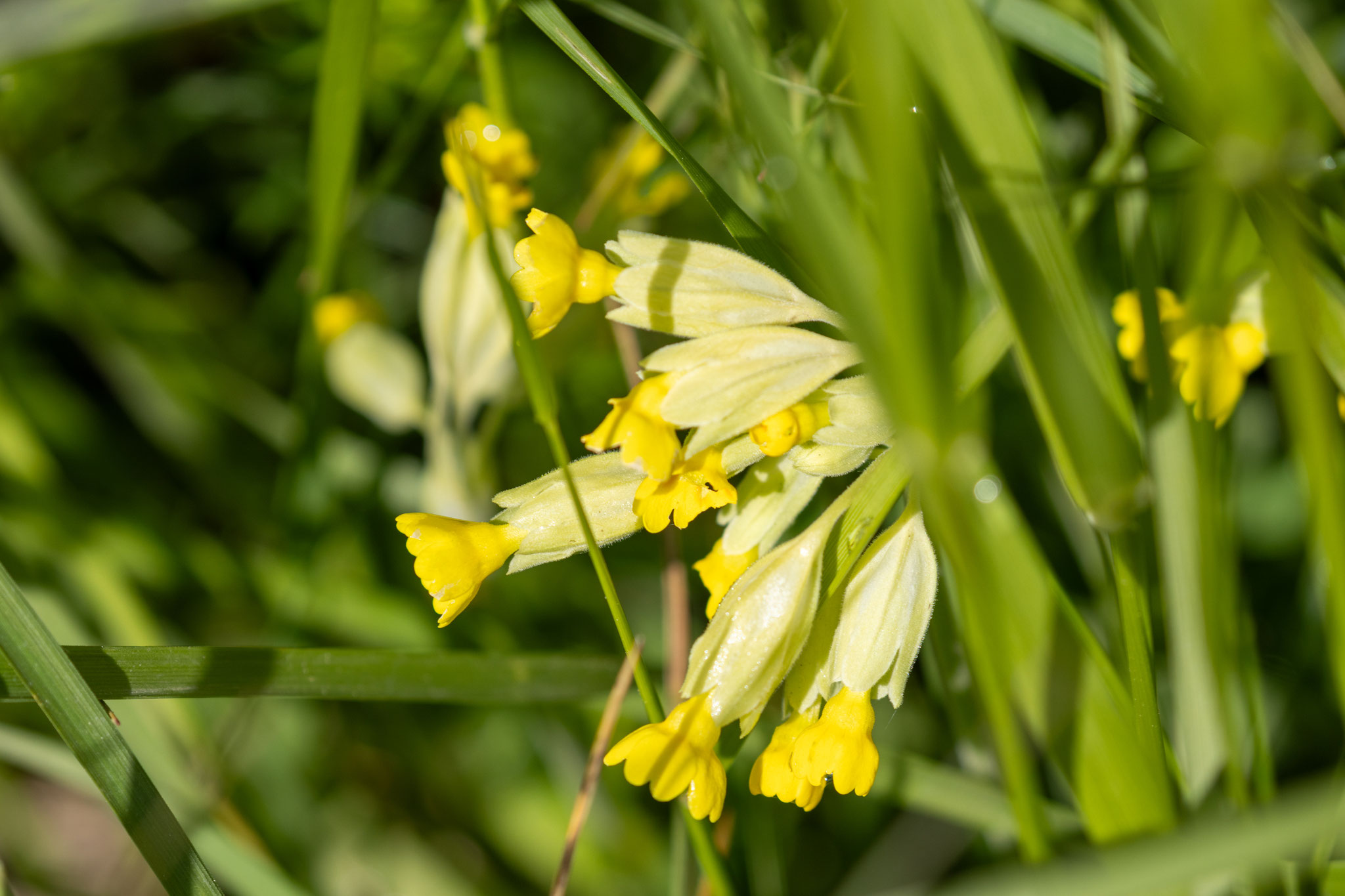 Blüten der Schlüsselblume/Primula veris (Foto: B. Budig)