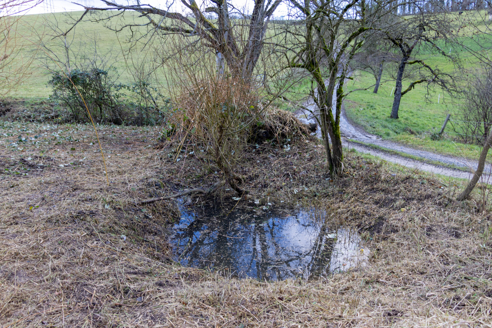Freigeschnittener Teich (Foto: B. Budig)