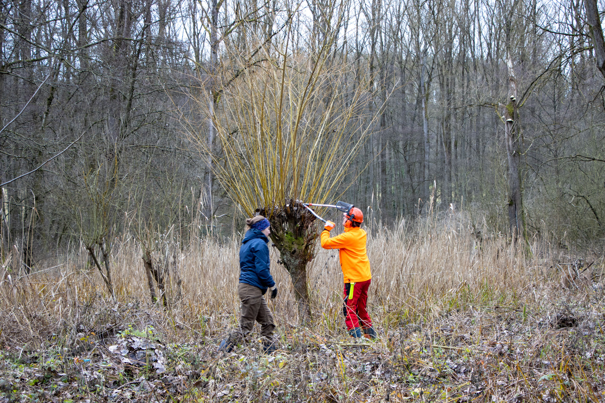 Rückschnitt der Kopfweiden(Foto: B. Budig)