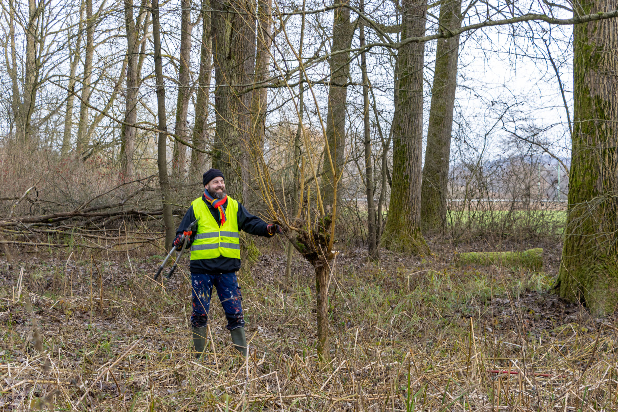 Diese Kopfweide ist als nächstes dran! (Foto: B. Budig)