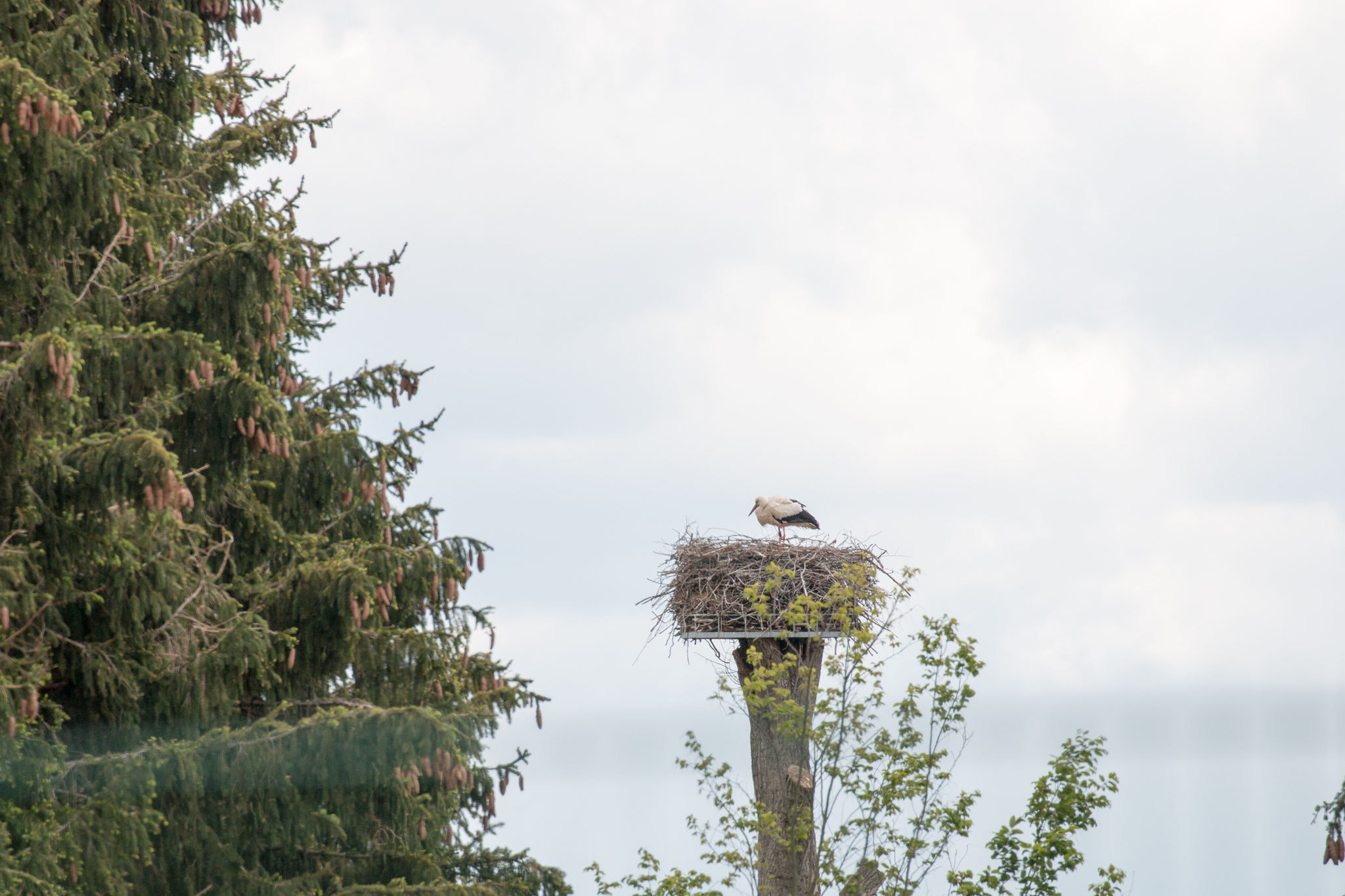 Weißstorch (Ciconia ciconia) auf einer installierten Storchennisthilfe