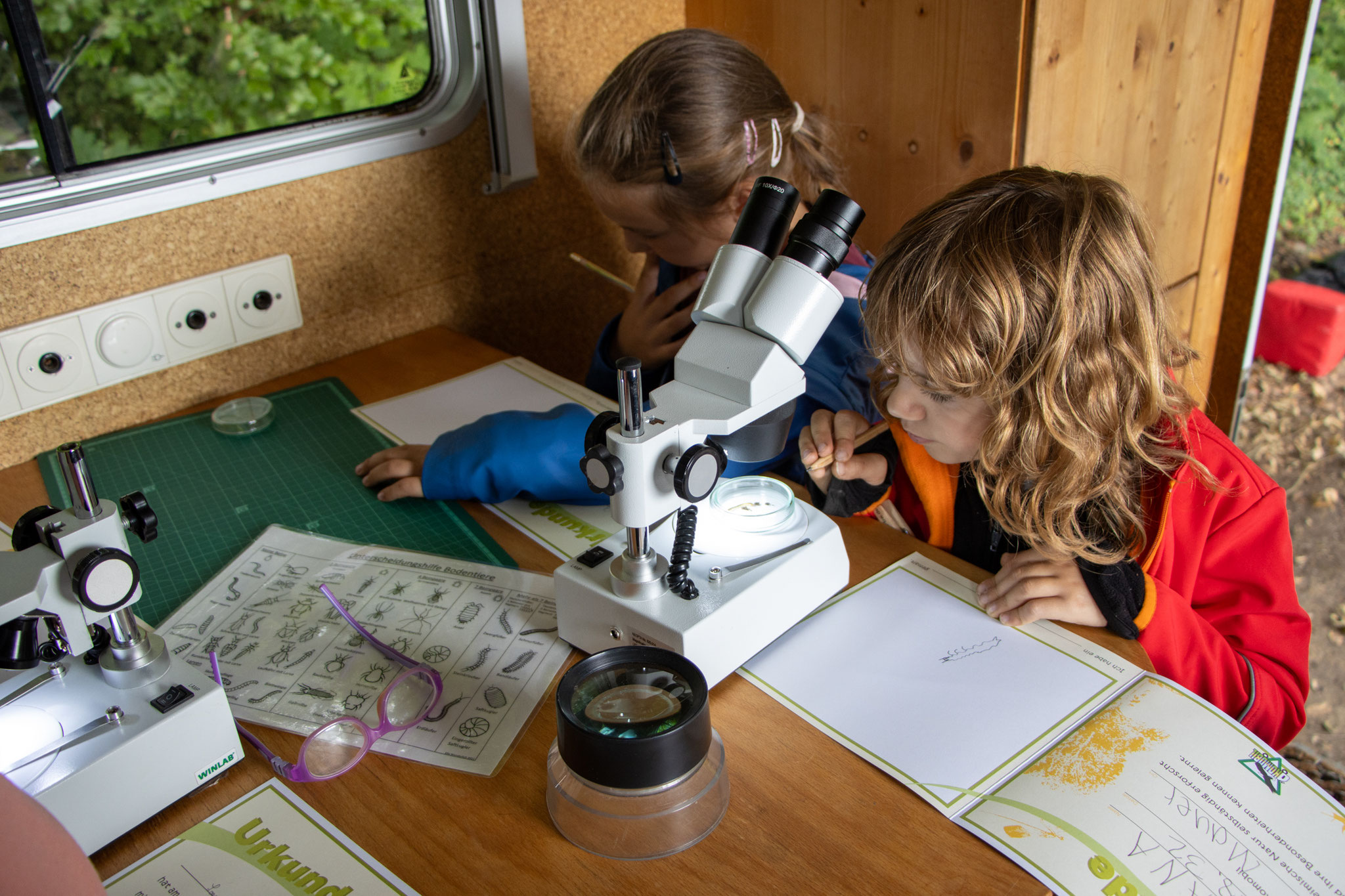 Zwischen Stereolupe und Bestimmungsschlüssel (Foto: H. Budig)