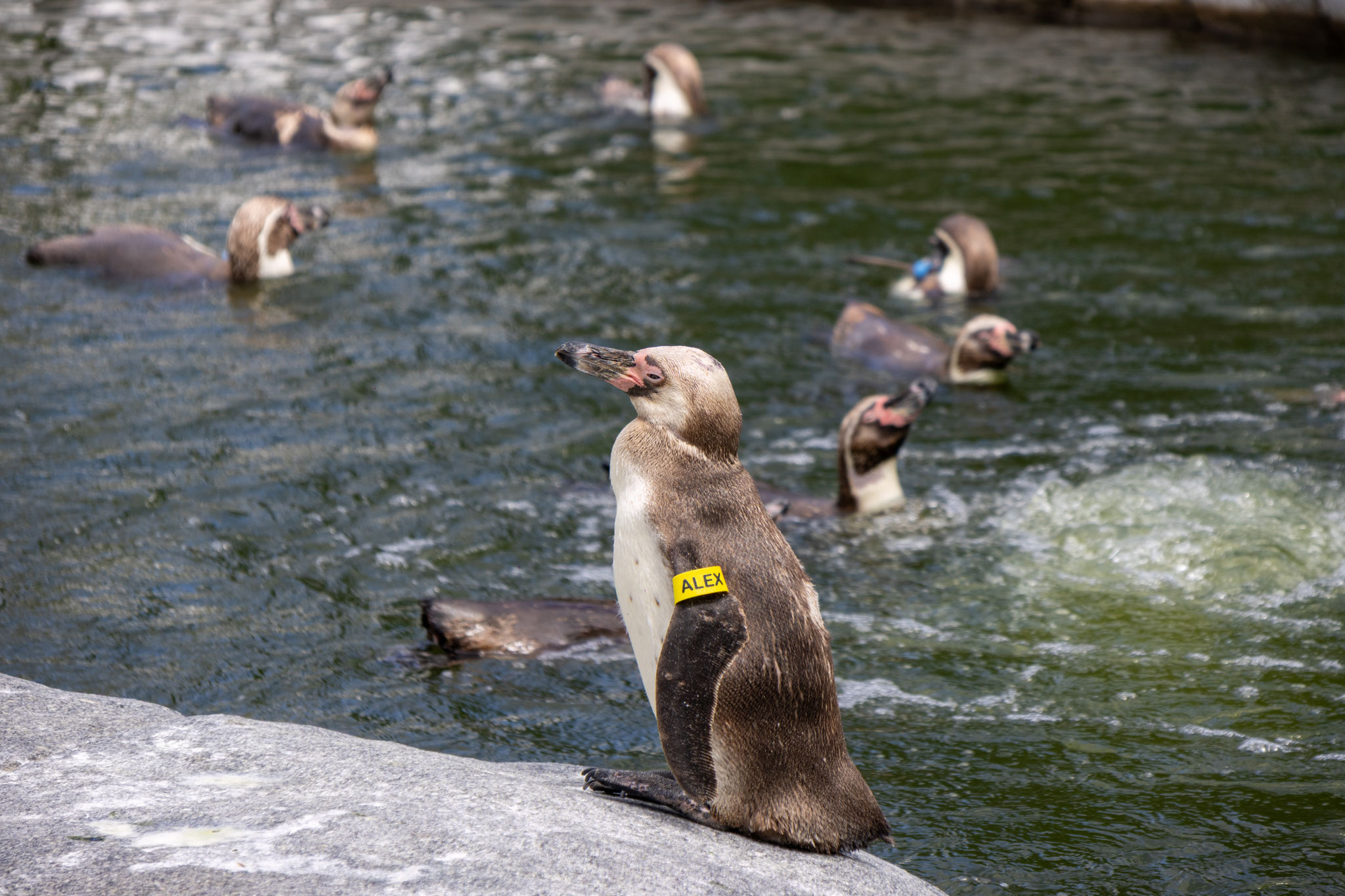 Humboldt-Pinguine (Foto: B. Budig)