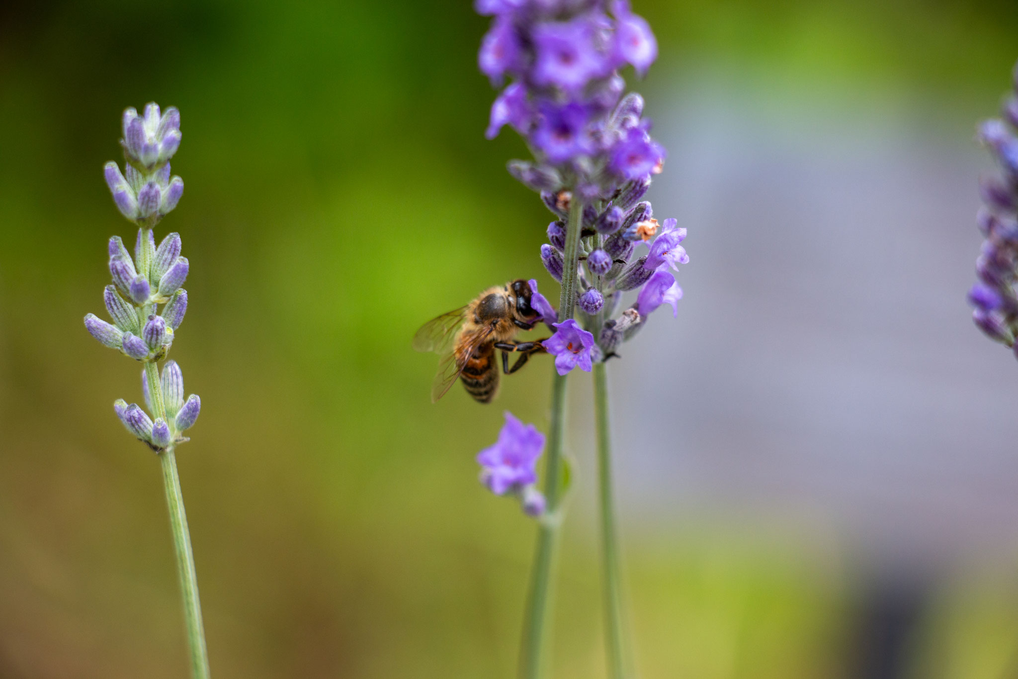 Honigbiene/Apis mellifera an Lavendel (Foto: B. Budig)