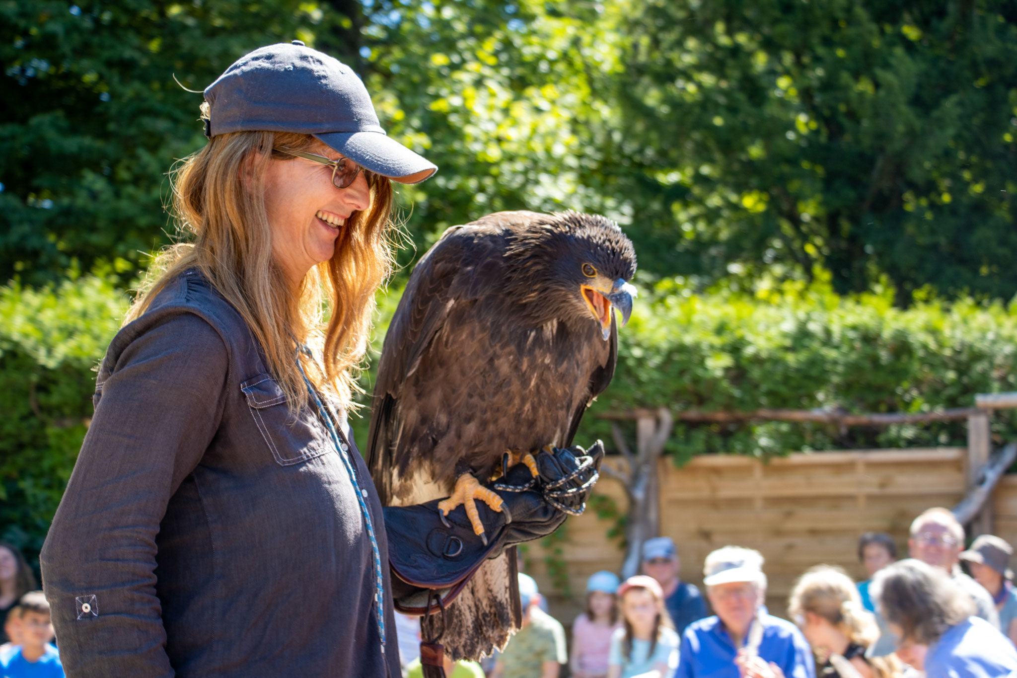 Junger, männlicher Weißkopfseeadler (Foto: B. Budig)