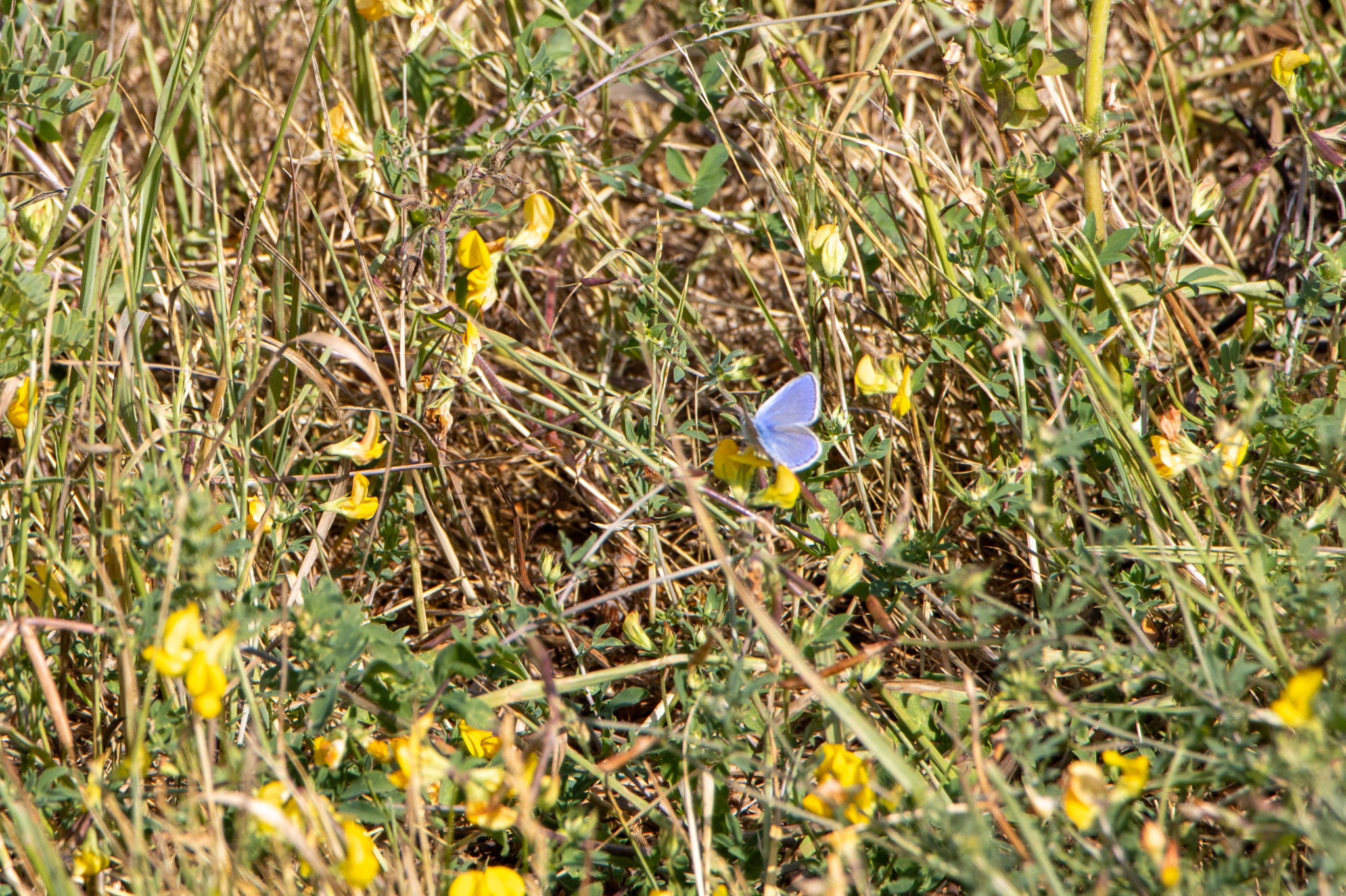 Hauhechel-Bläuling/Polyommatus icarus (Foto: B. Budig)