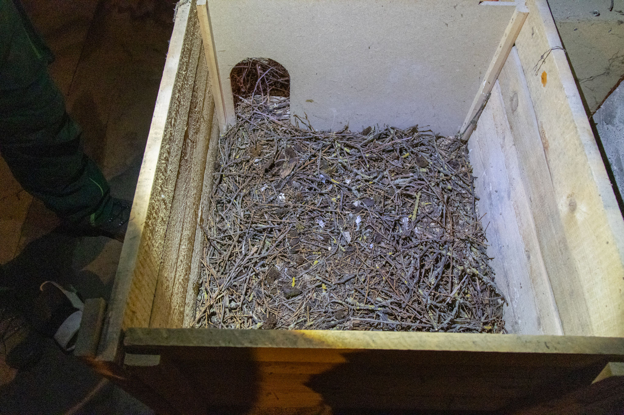 Dohlennest im großen Kasten (Foto: H. Budig)