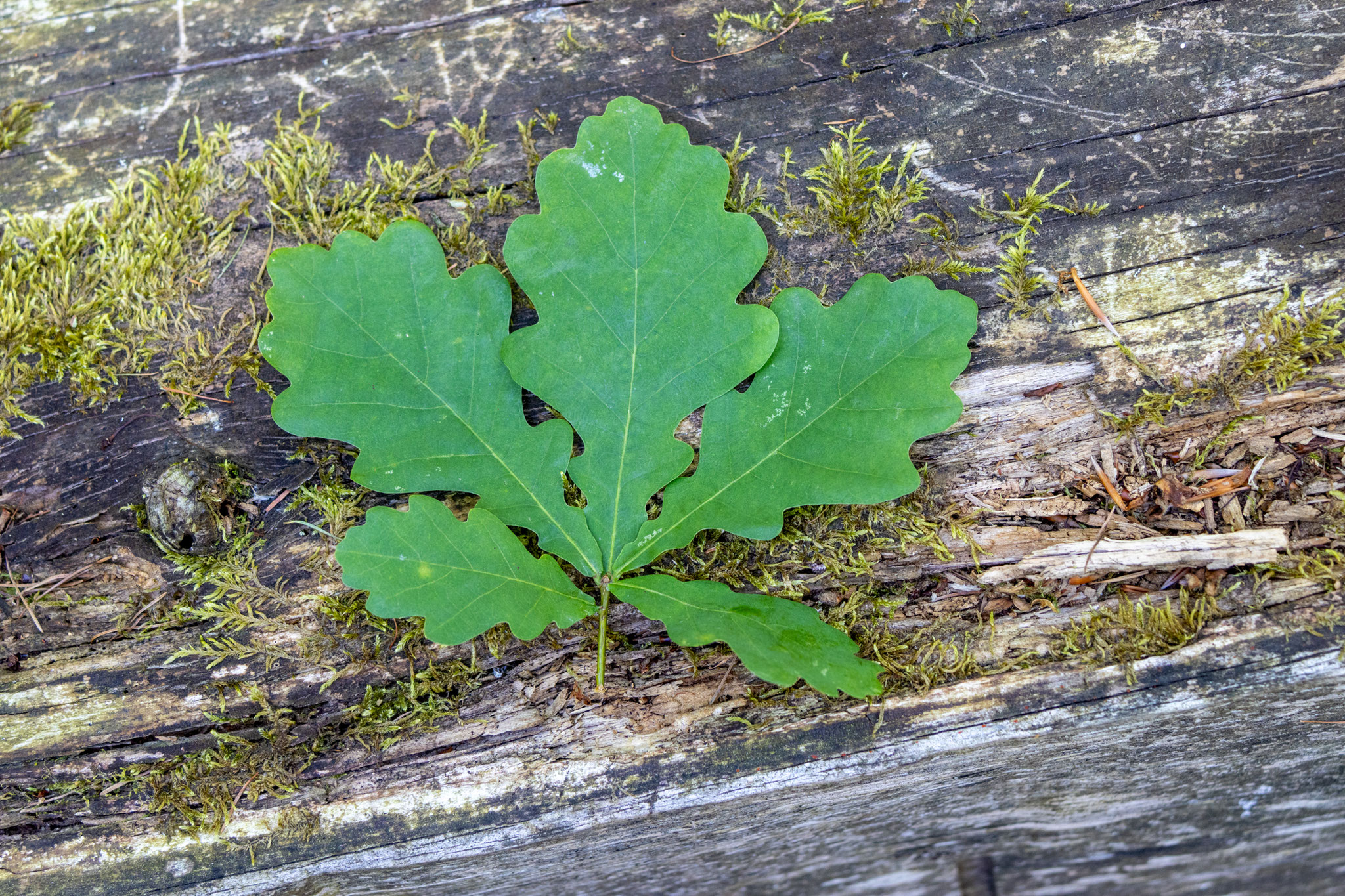 Blätter Stiel-Eiche/Quercus robur (Foto: B. Budig)