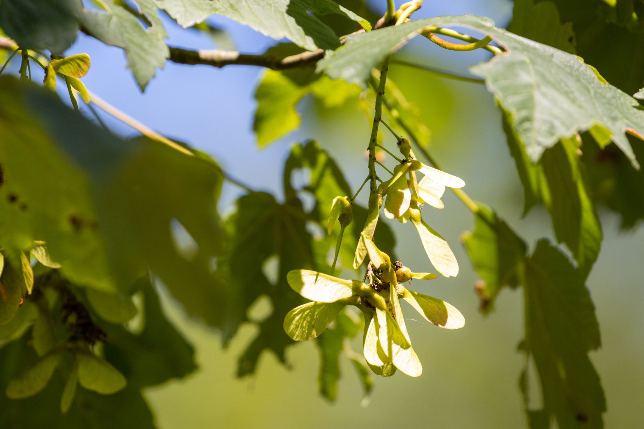 Früchte des Berg-Ahorn/Acer pseudoplatanus (Foto: B. Budig)