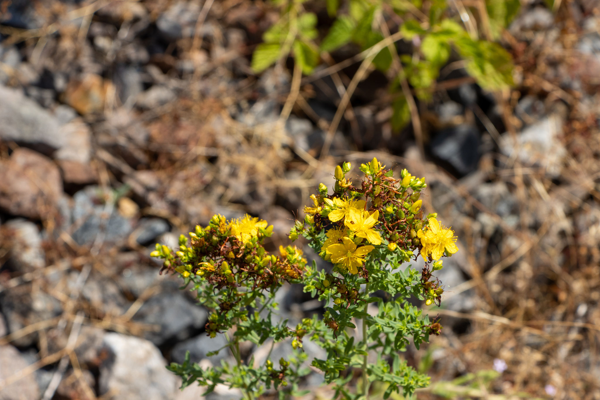 Jakobs-Greiskraut/Jacobaea vulgaris (Foto: B. Budig)