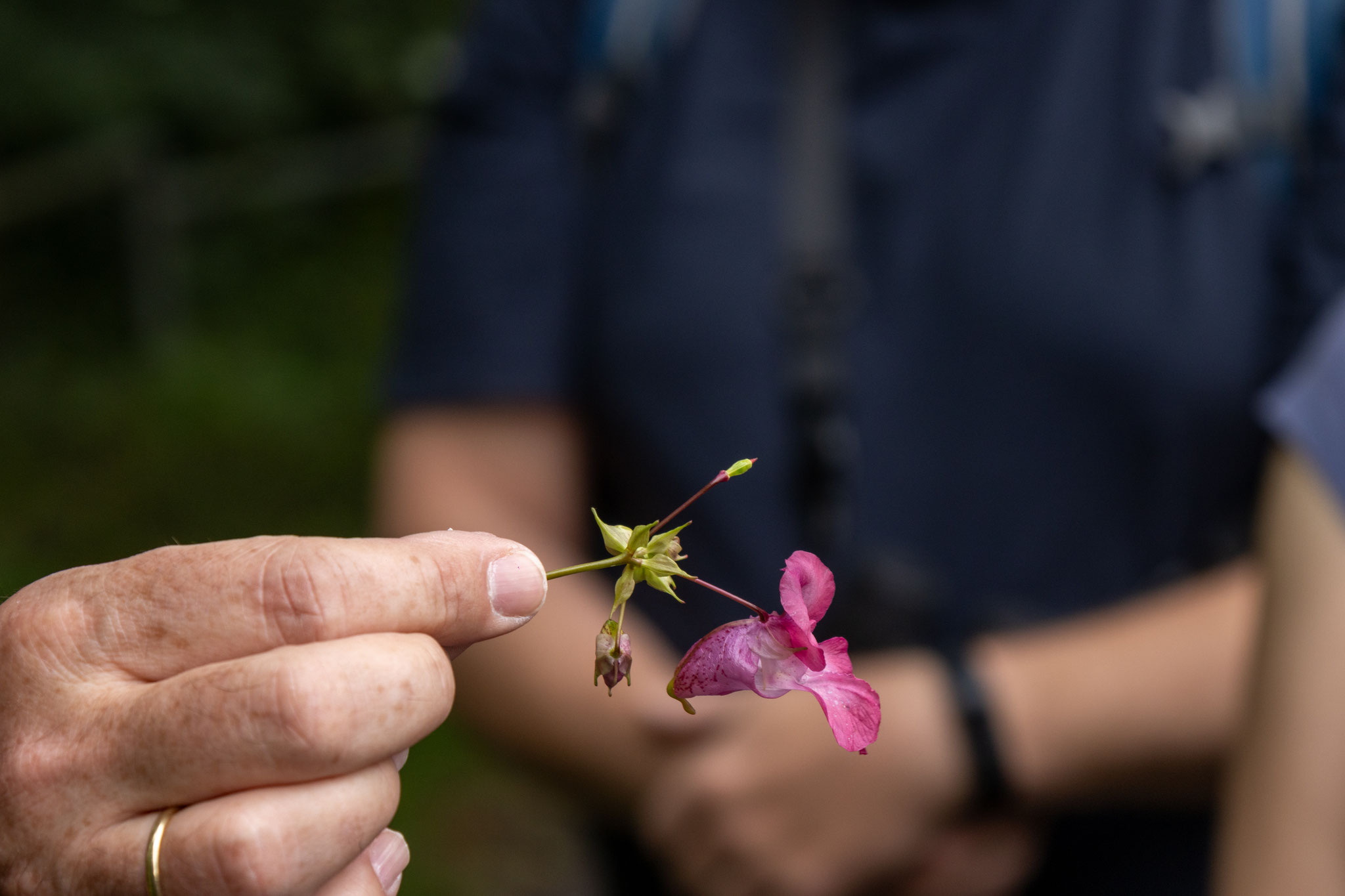 Drüsiges Springkraut/Impatiens glandulifera (Foto: B. Budig)