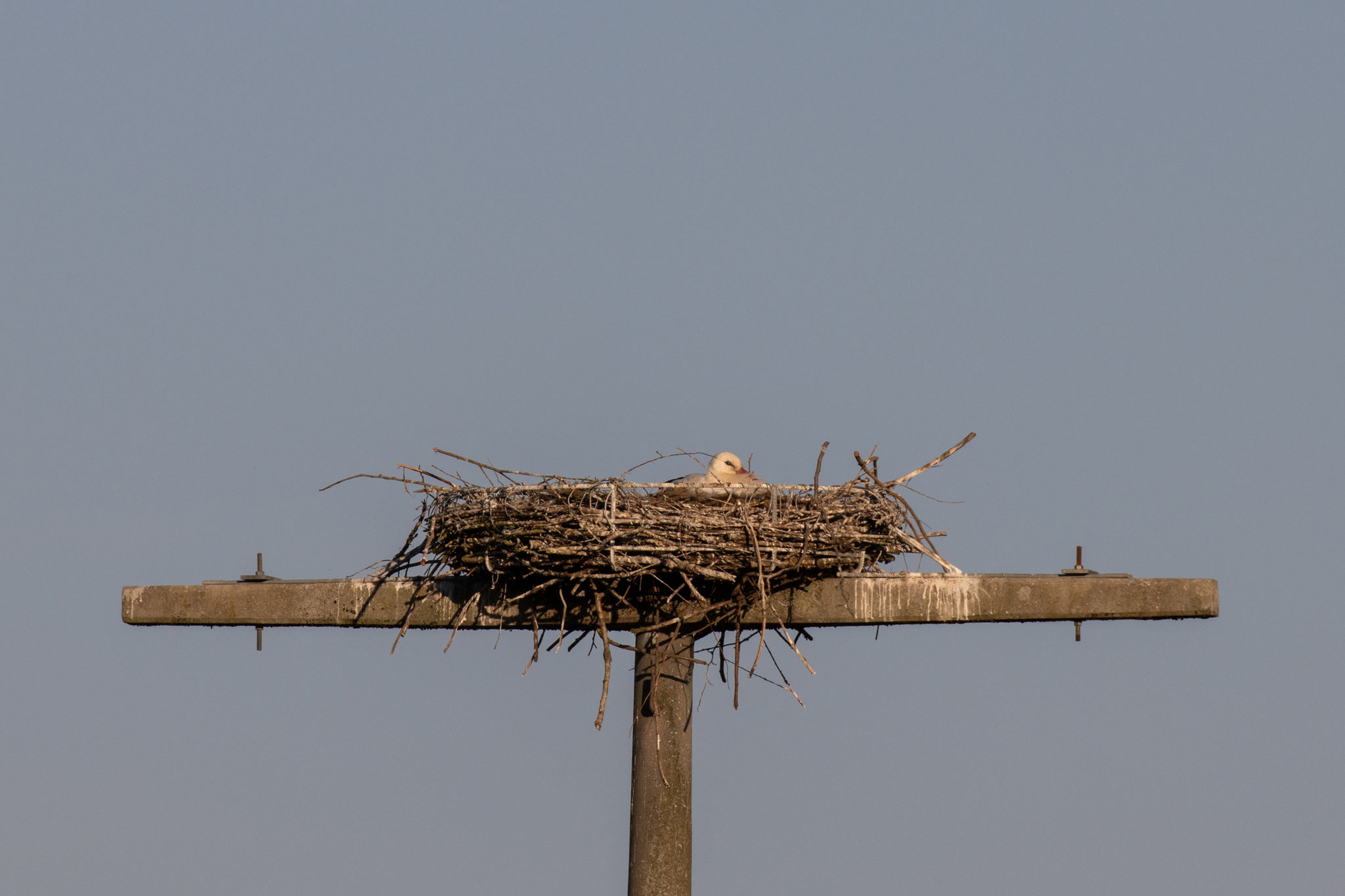 Brütender Storch am 23.04.2021 (Foto: B. Budig)