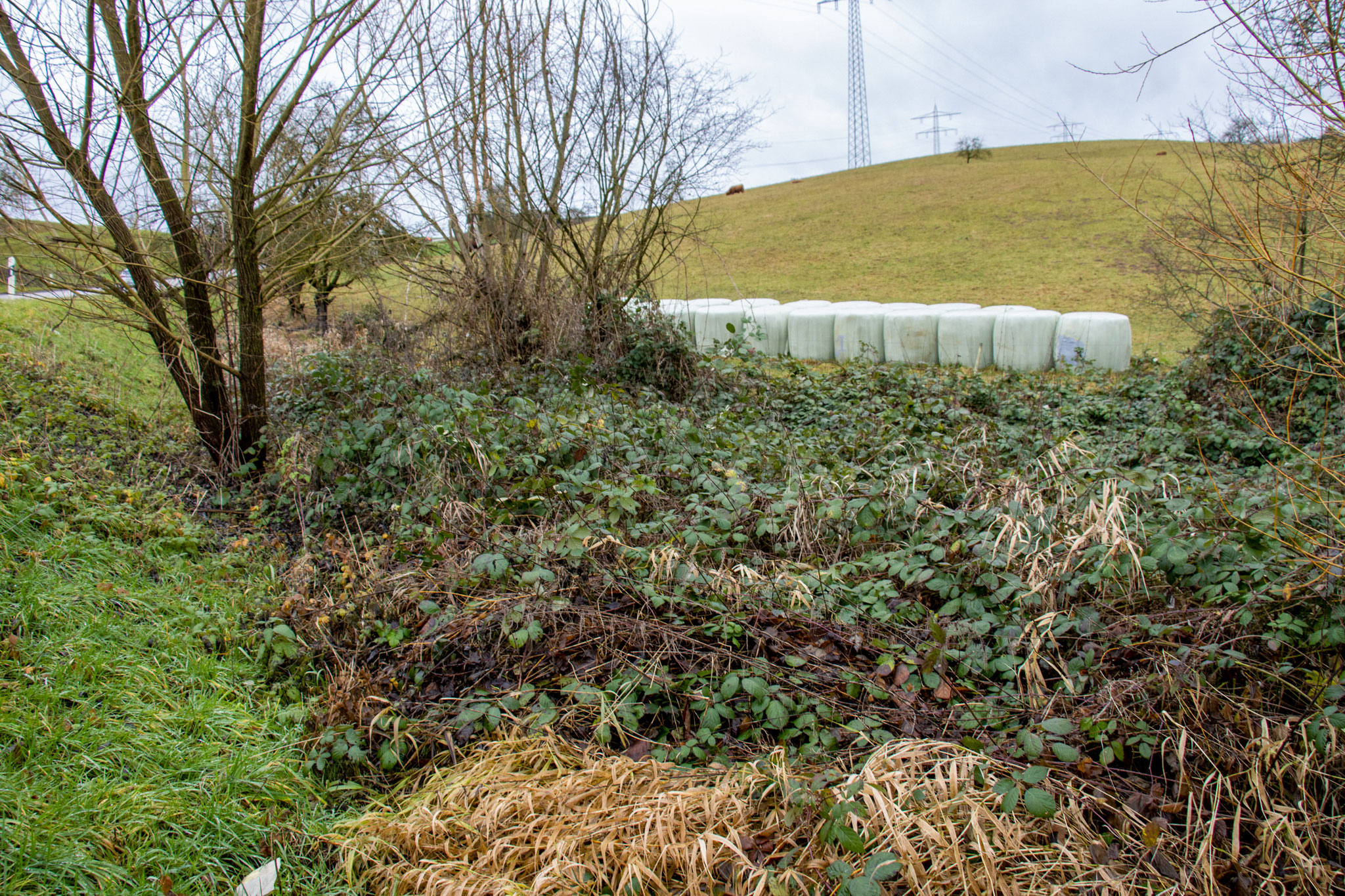 Brombeeren überall (Foto: B. Budig)
