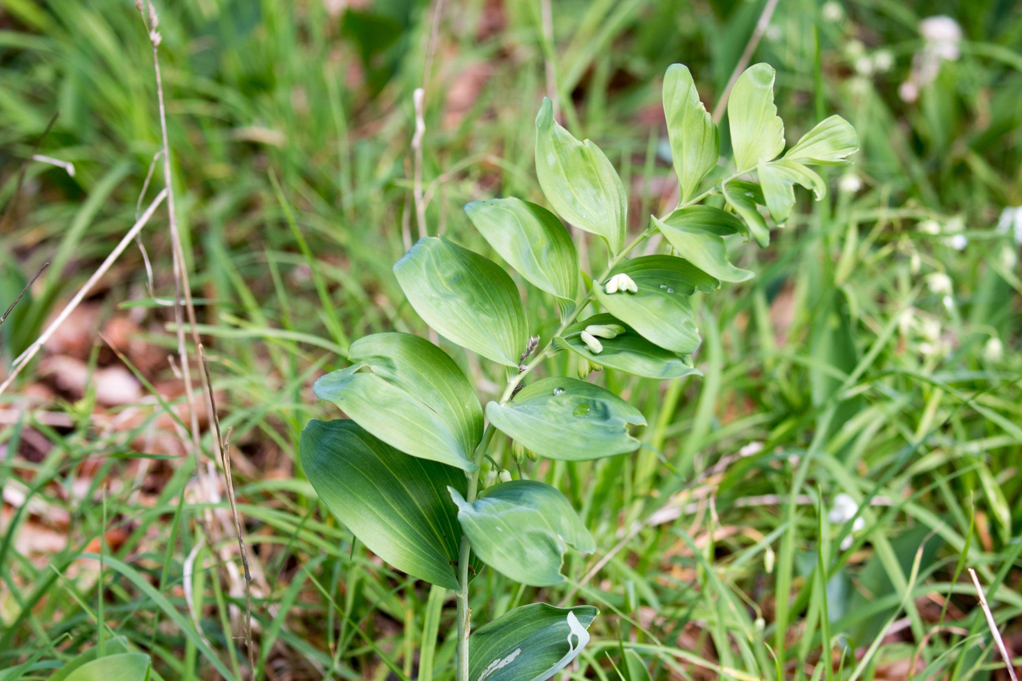 Salomonsiegel (Polygonatum)