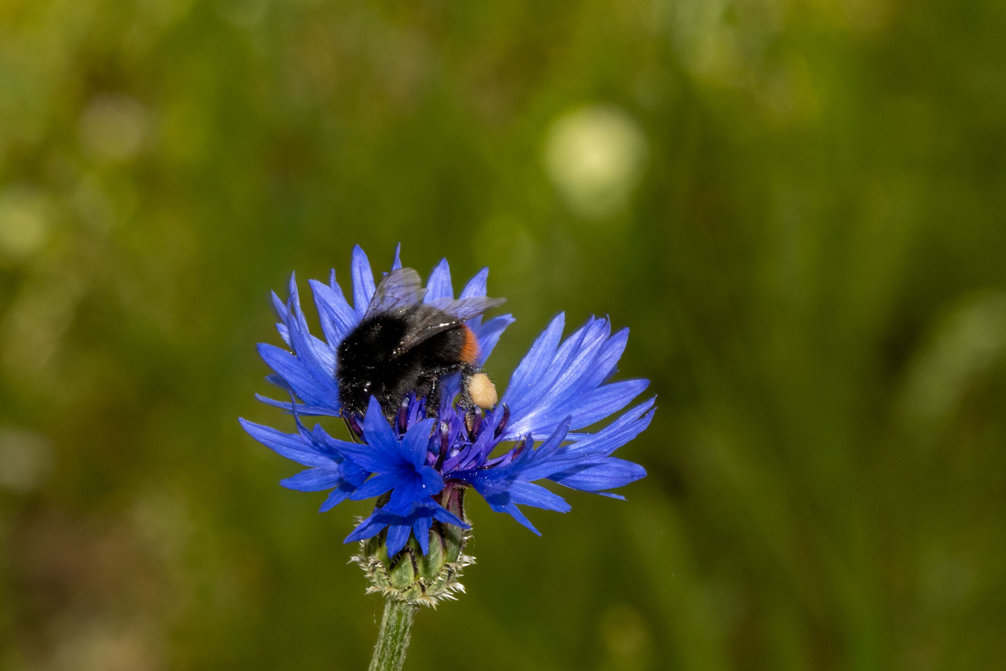 Steinhhummel [Bombus lapidarius] mit Pollenpaket am Bein (Foto: B. Budig)