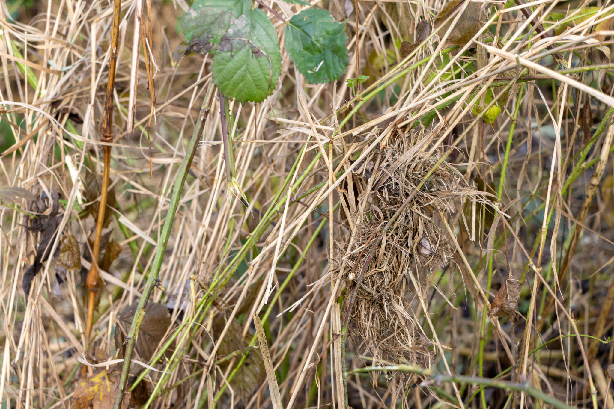 Altes Nest einer Zwergmaus (Foto: B. Budig)