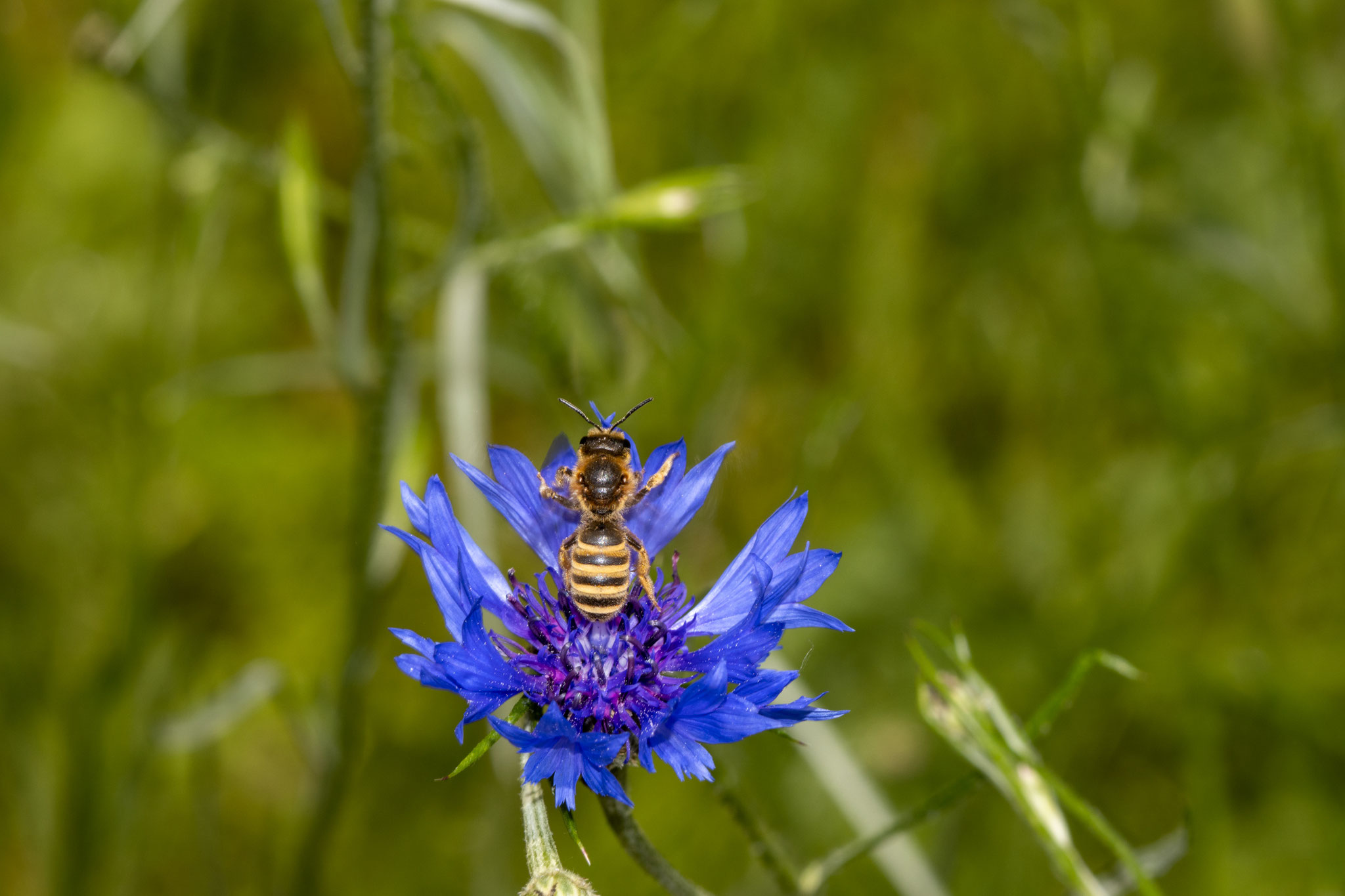 Gelbbindige Furchenbiene [Halictus scabiosae] (Foto: B. Budig)