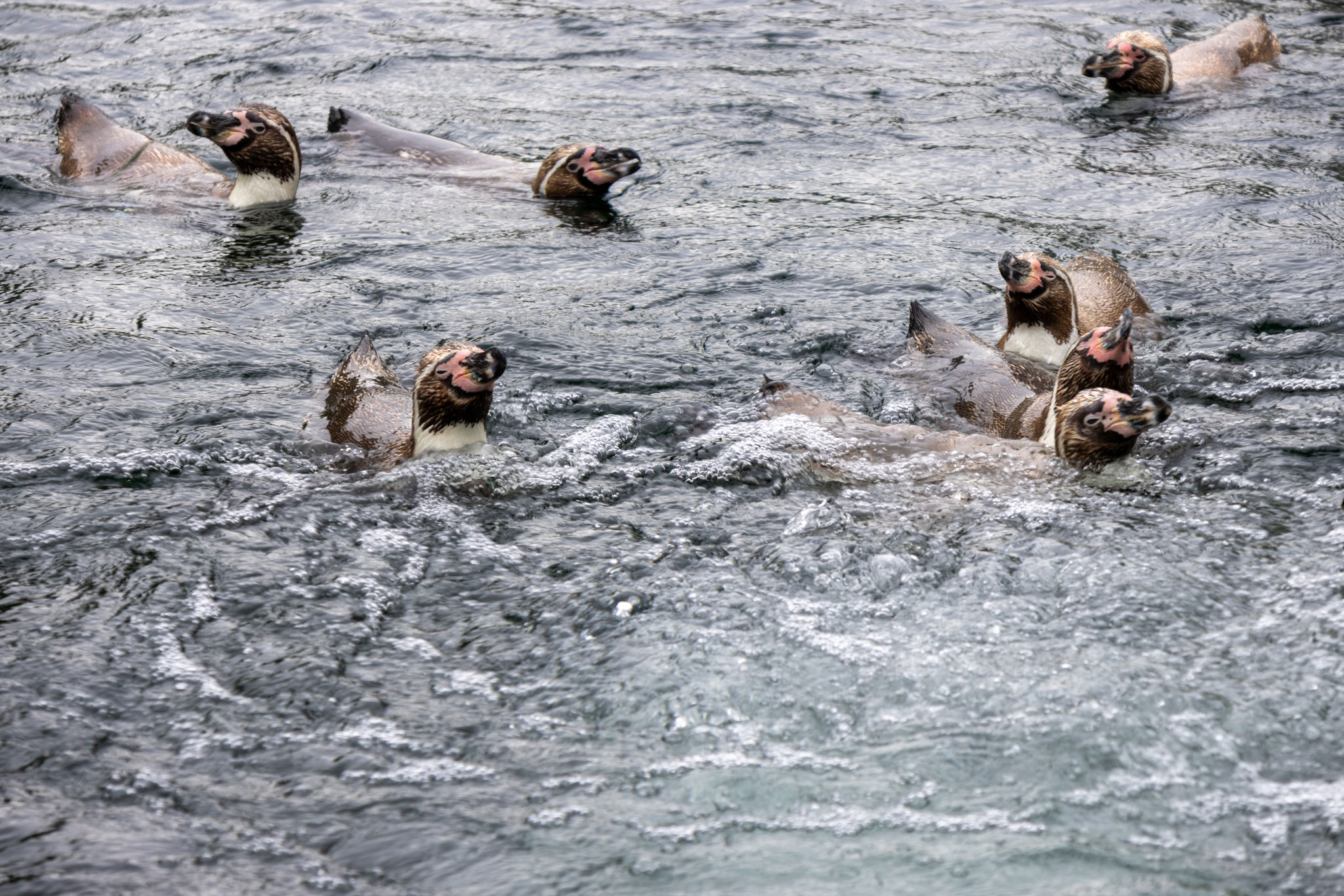 Humboldt-Pinguine im Luisenpark (Foto: B. Budig)