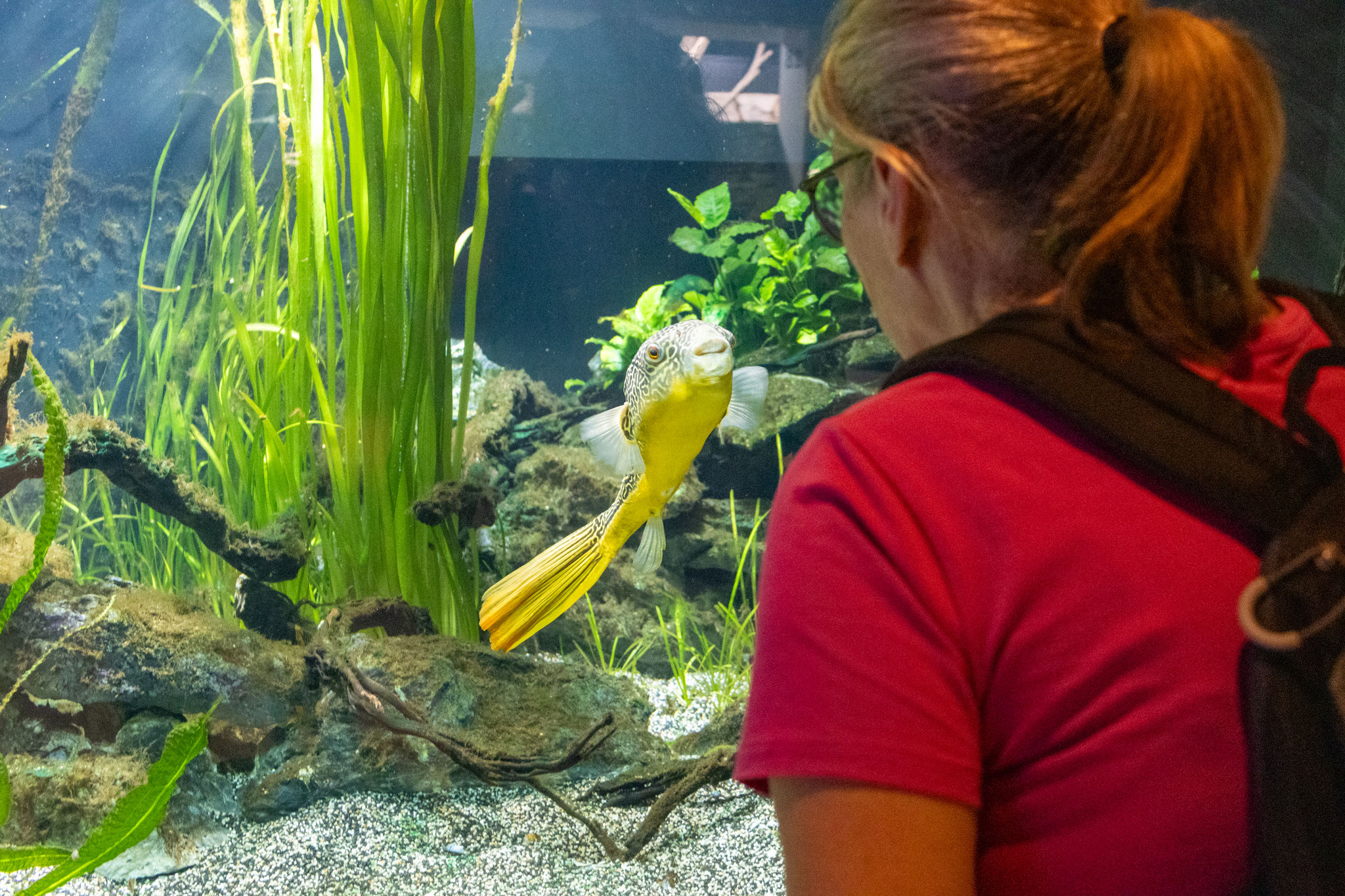 Mit dem Kugelfisch auf Augenhöhe (Foto: B. Budig)