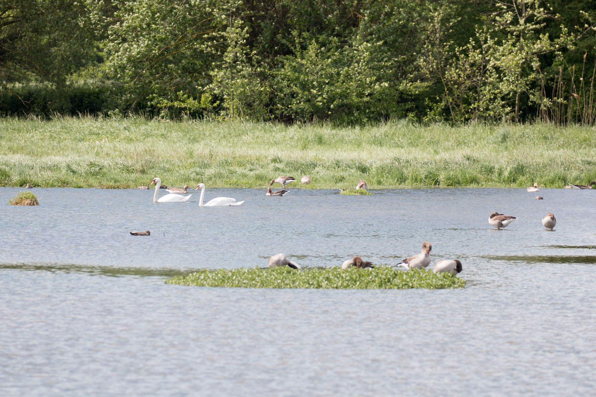 Viel los im flachen Wasser