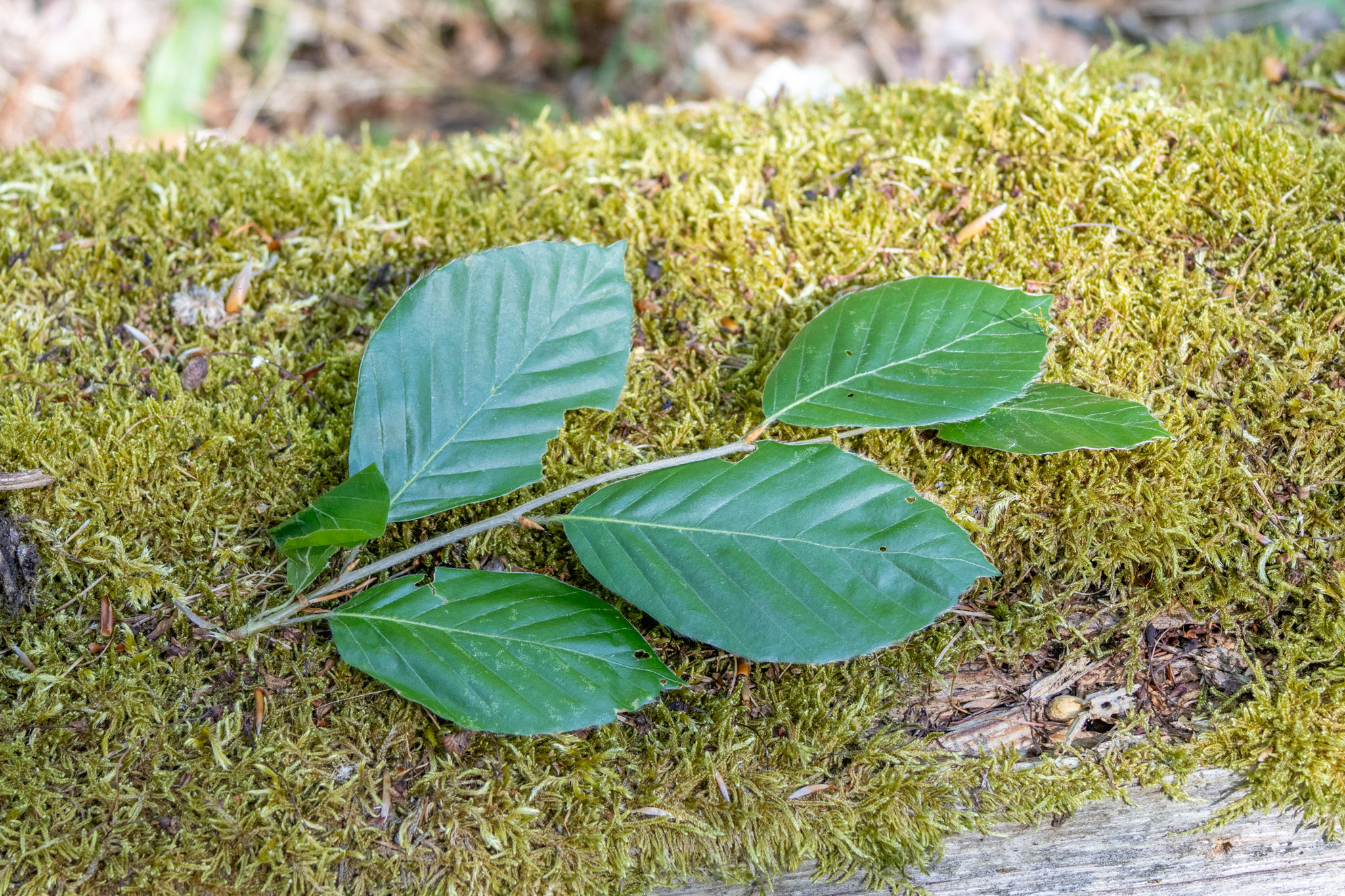 Blätter Rotbuche/Fagus sylvatica (Foto: B. Budig)