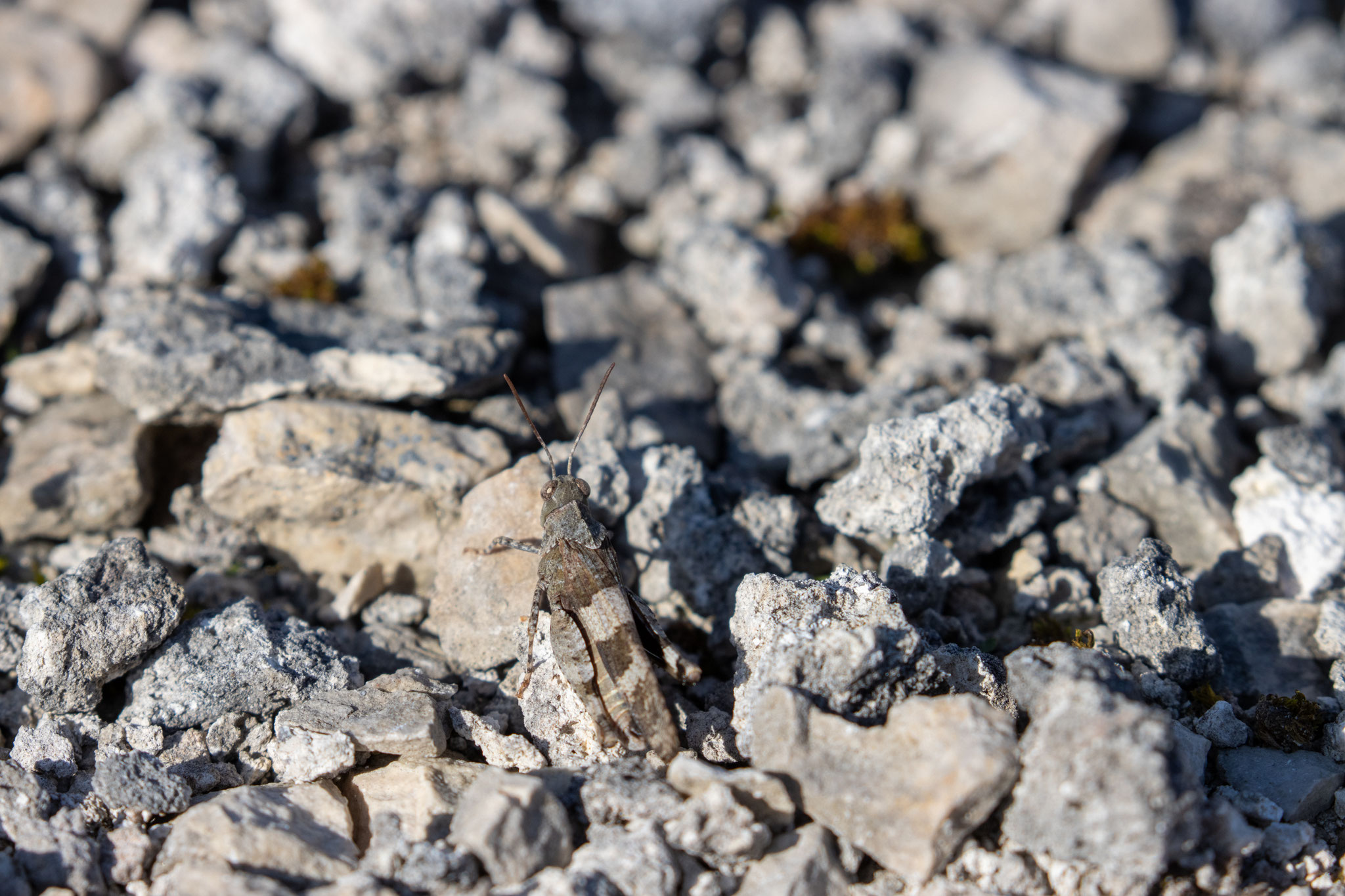 Blauflügelige Ödlandschrecke (Foto: B. Budig)