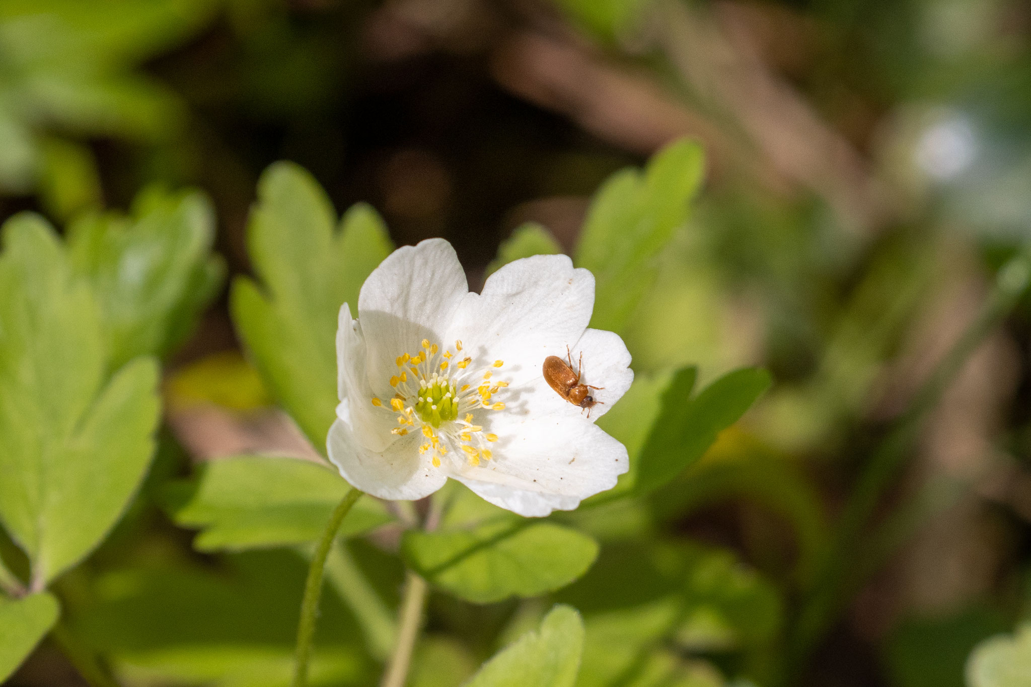 Blüte Buschwindröschen/Anemone nemorosa (Foto: B. Budig)