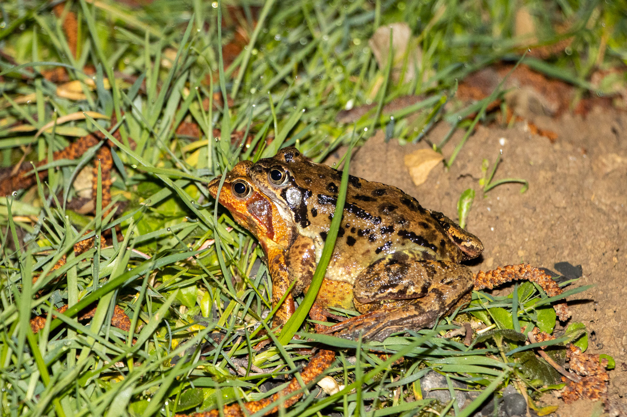 Grasfroschpaar (Foto: B. Budig)