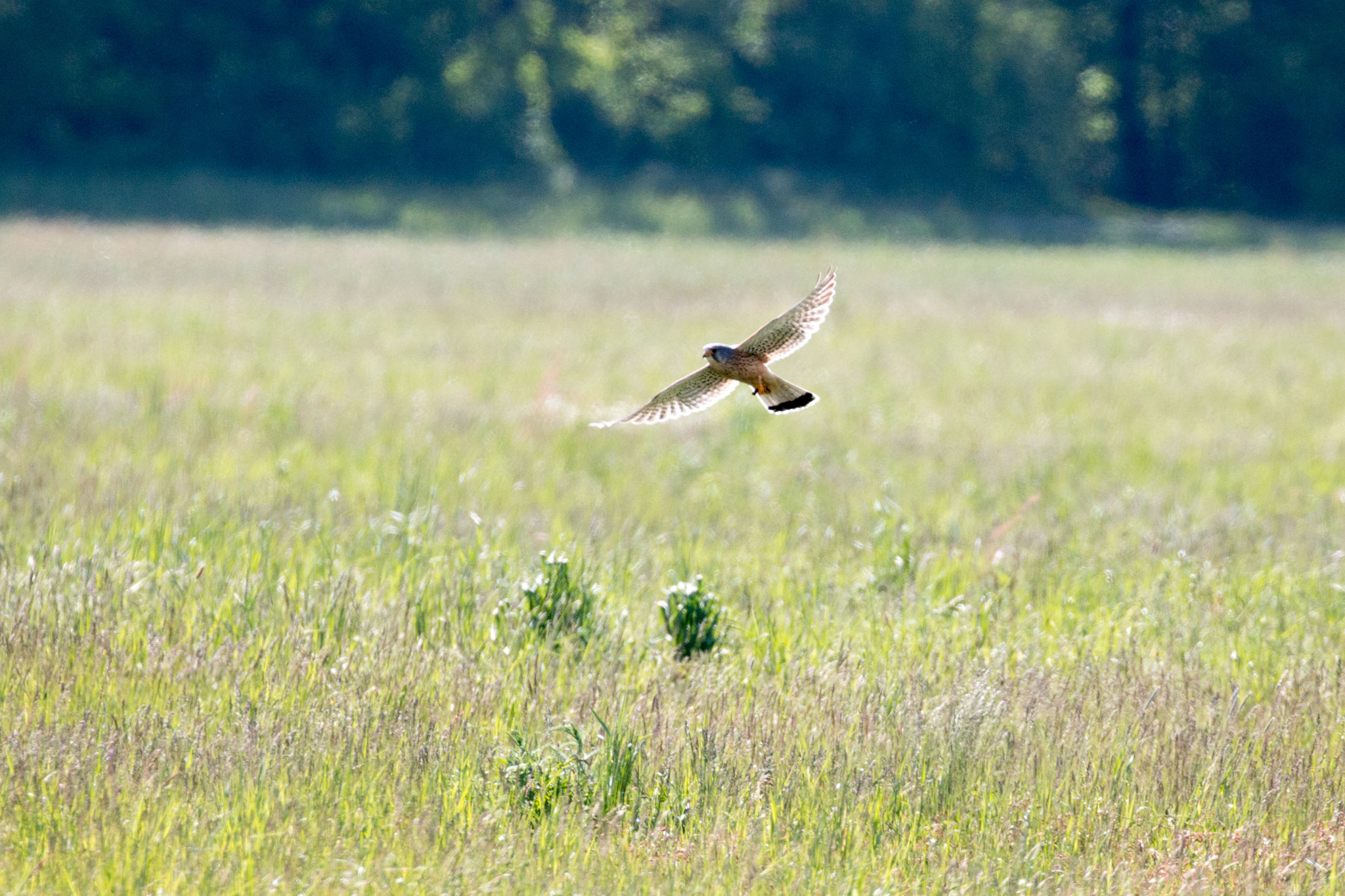 Turmfalke (Falco tinnunculus)