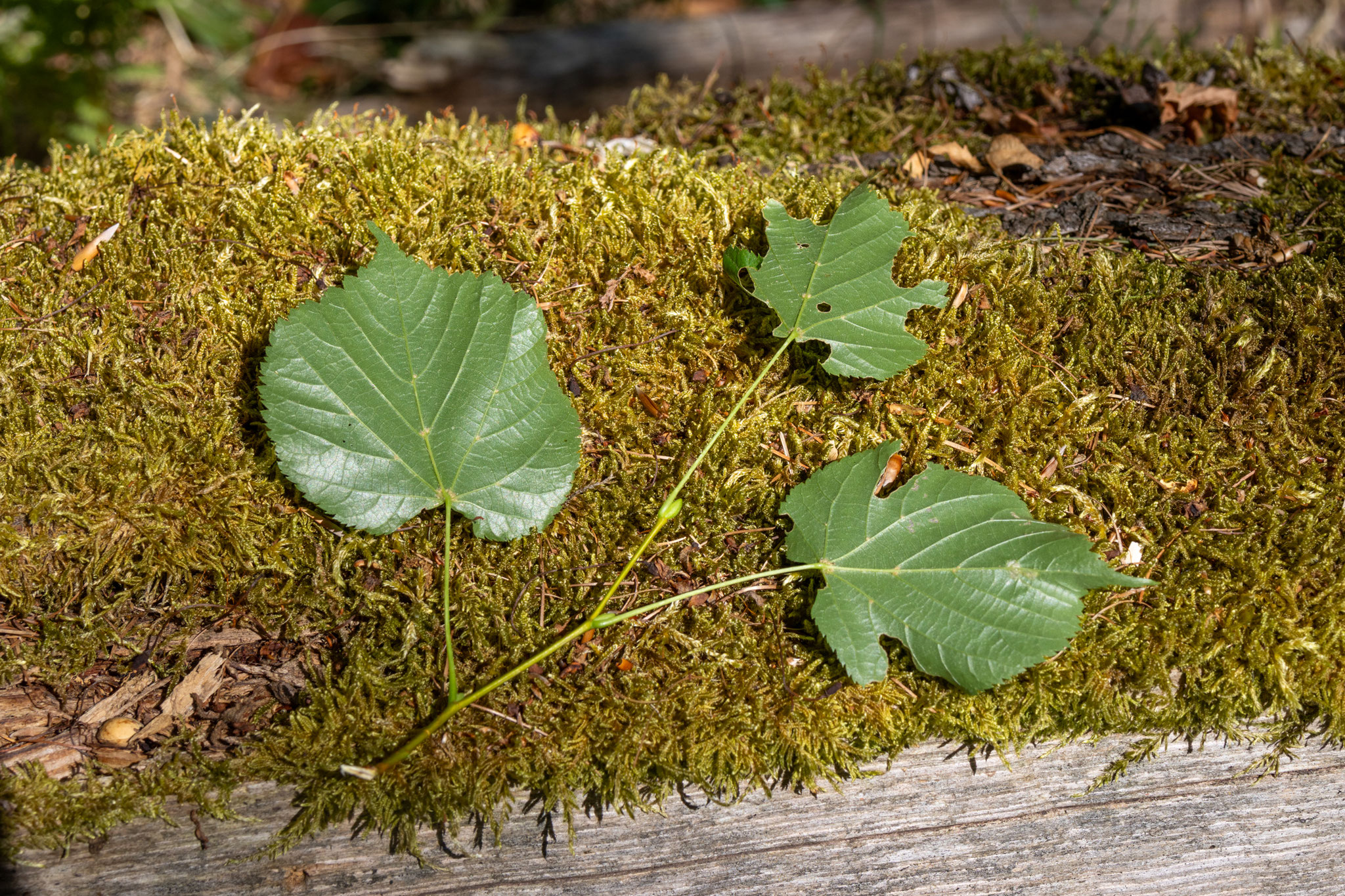 Blätter Winterlinde/Tilia cordata (Foto: B. Budig)
