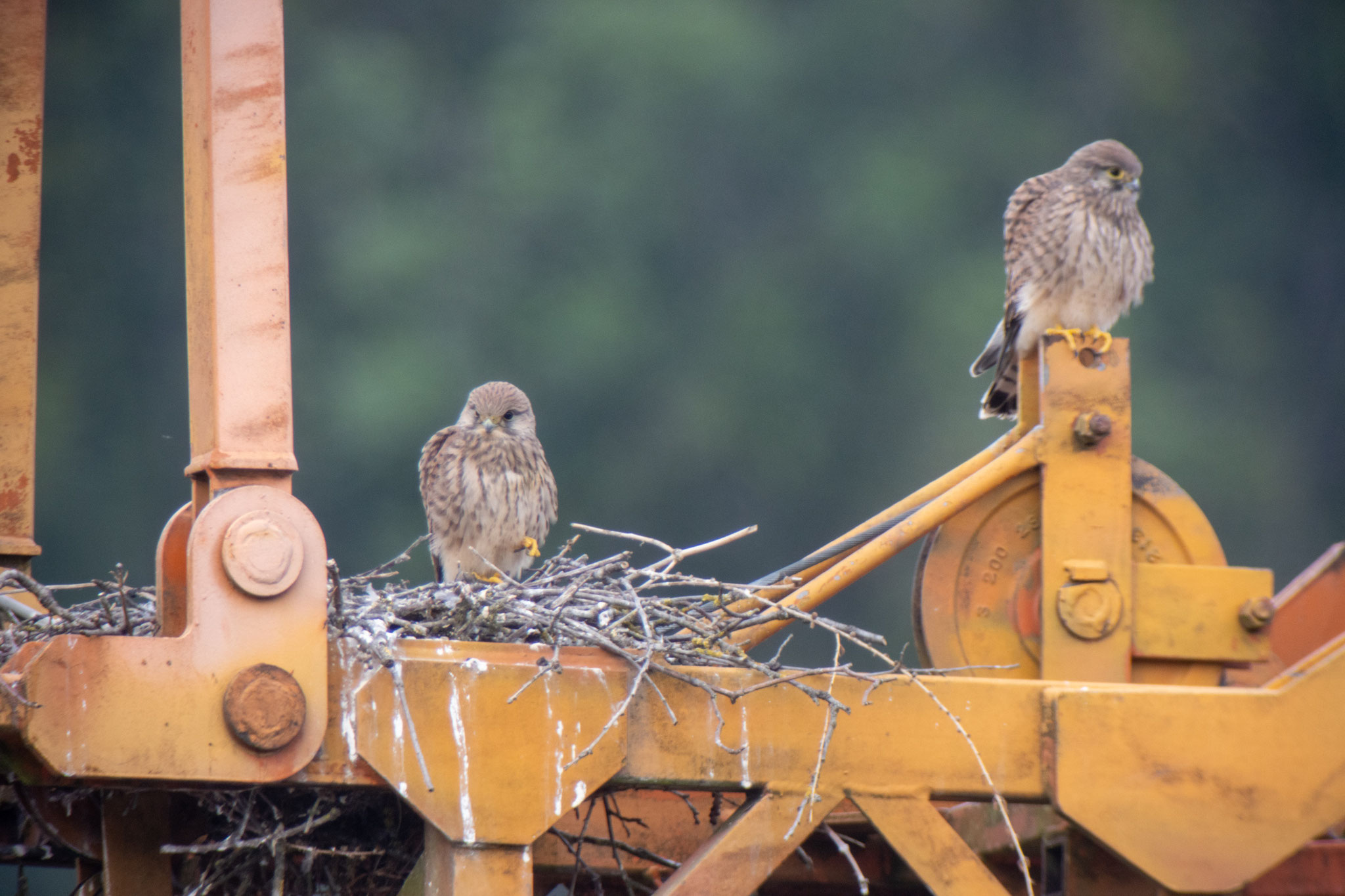 Junge Turmfalken am 27.06.20 (Foto: B. Budig)