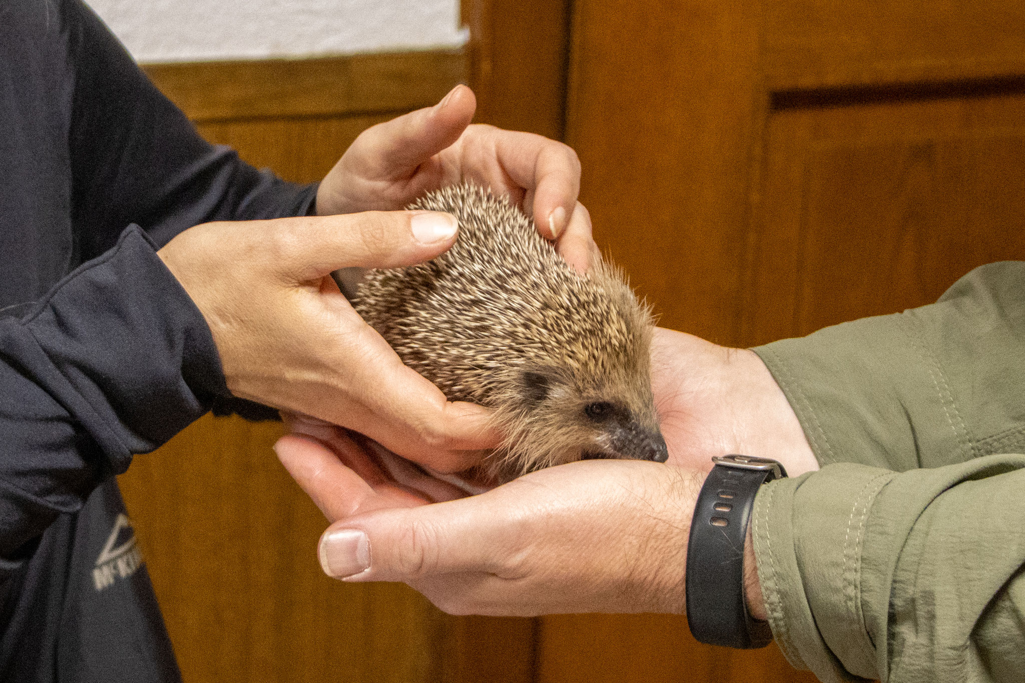 Igel "Jördis" (Foto: B. Budig)