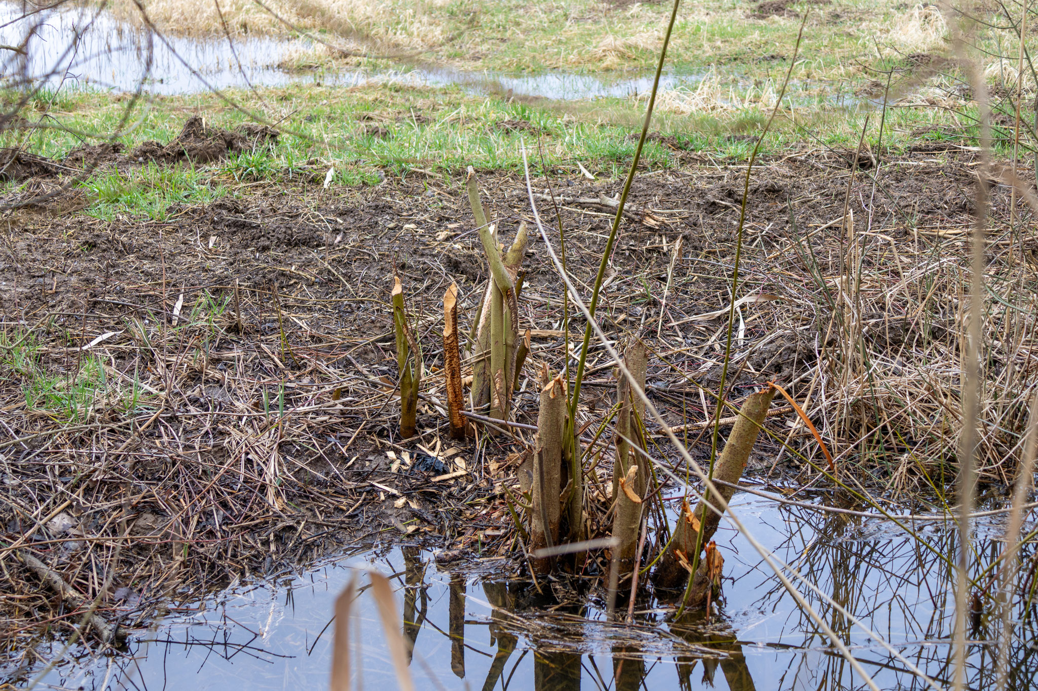 Biberspuren am Bruchraingraben (Foto: H. Budig)