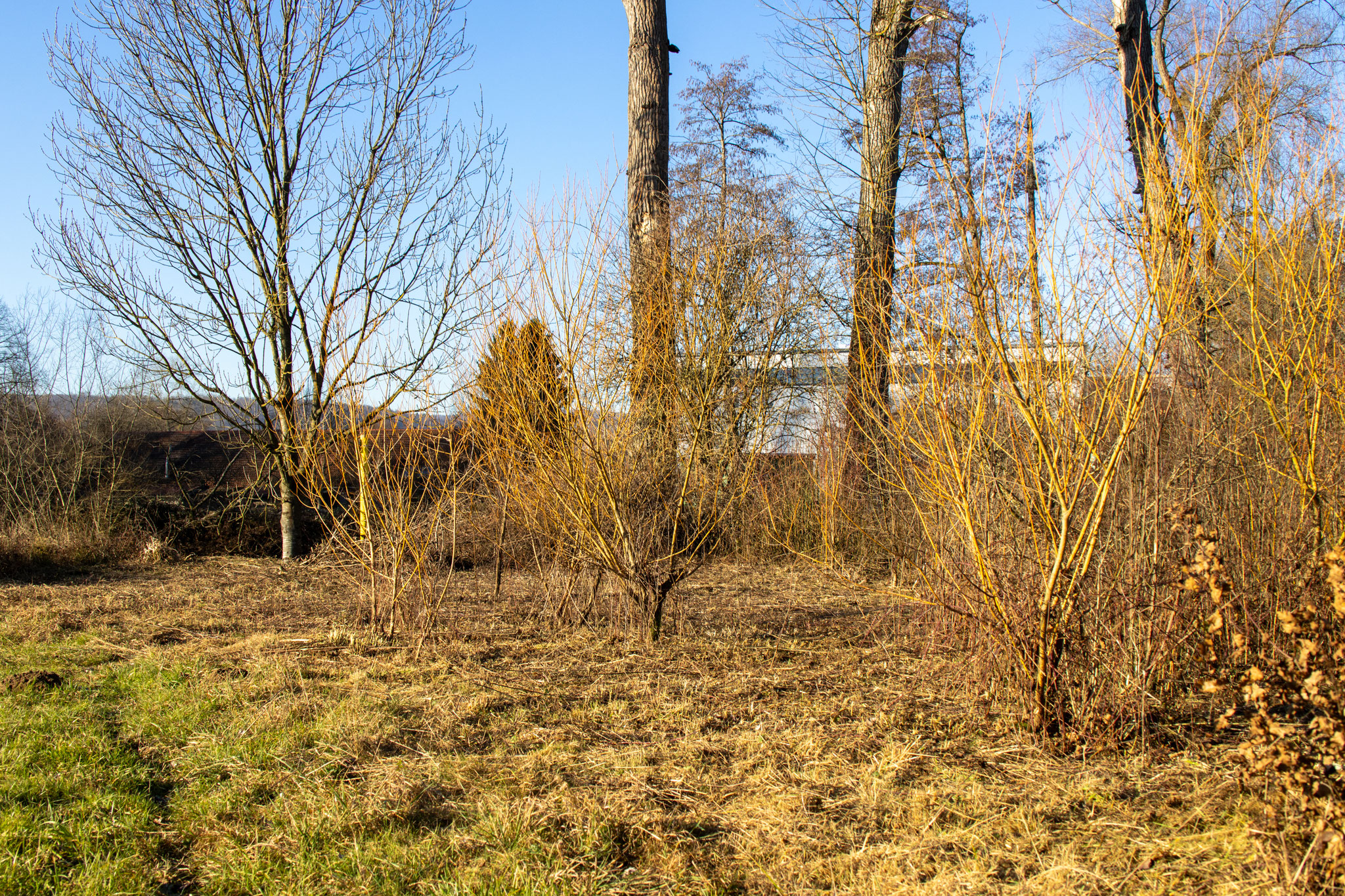 Nachher: Die Weiden stehen wieder frei. (Foto: B. Budig)