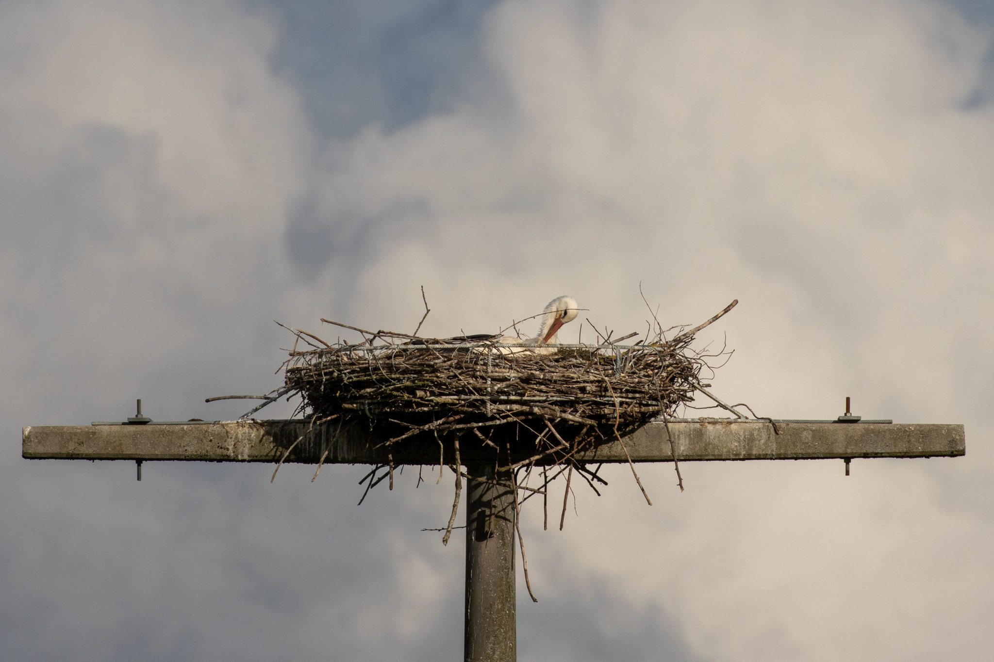 Brütender Storch in der Nisthilfe am 19.05.2021 (Foto: B. Budig)