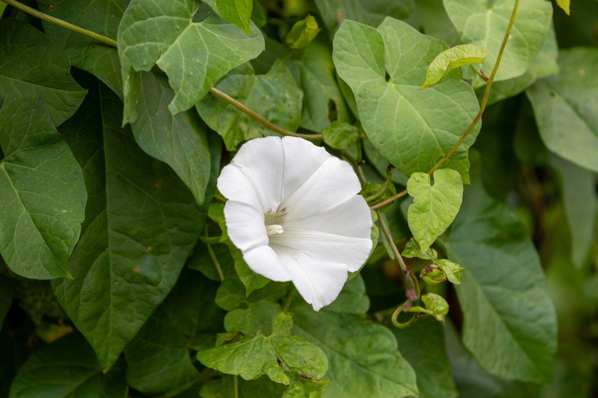 Zaunwinde/Calystegia sepium (Foto: B. Budig)