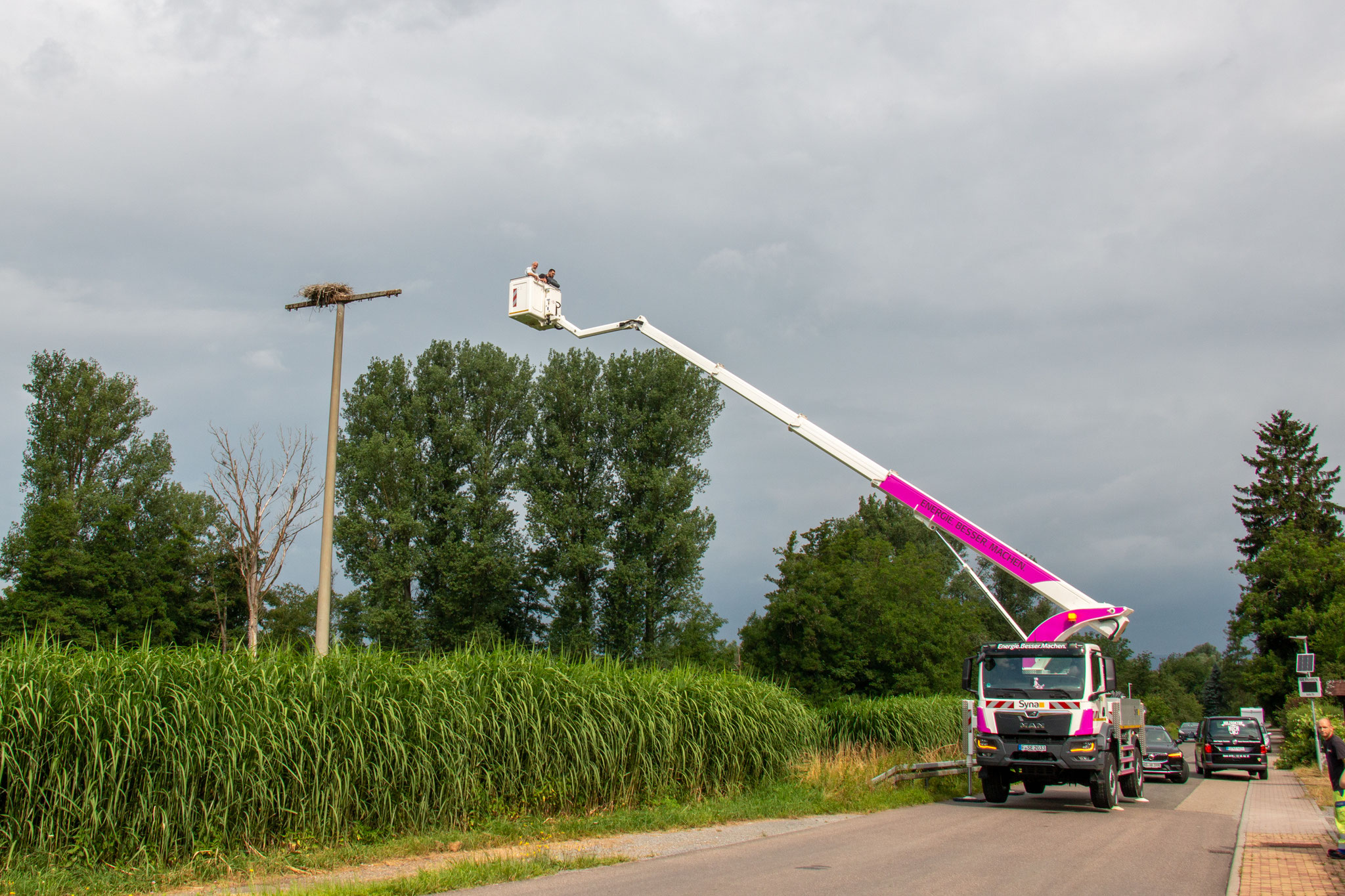 Beringung muss leider abgebrochen werden: Das Nest ist zu weit von der Straße entfernt (Foto: Henrike Budig)