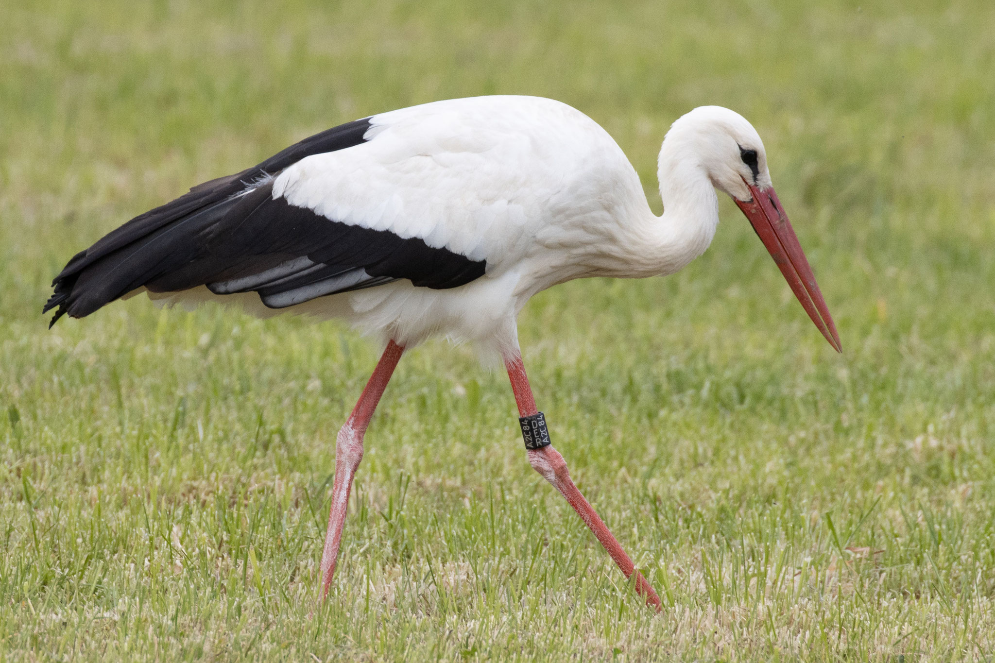 Der Storch mit der Ringnummer: DER A2C84 am 10.05.20 (Foto: B. Budig)