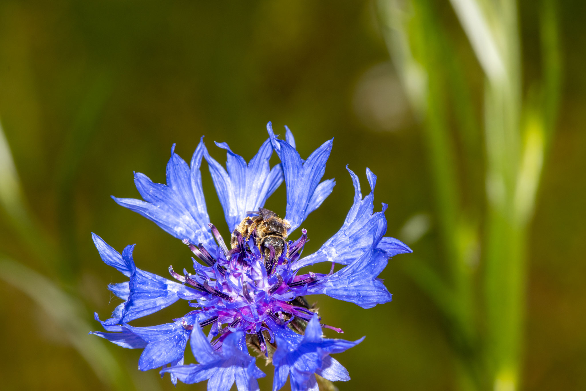 Wahrscheinlich Gemeine Sandbiene [Andrena flavipes] (Foto: B. Budig)