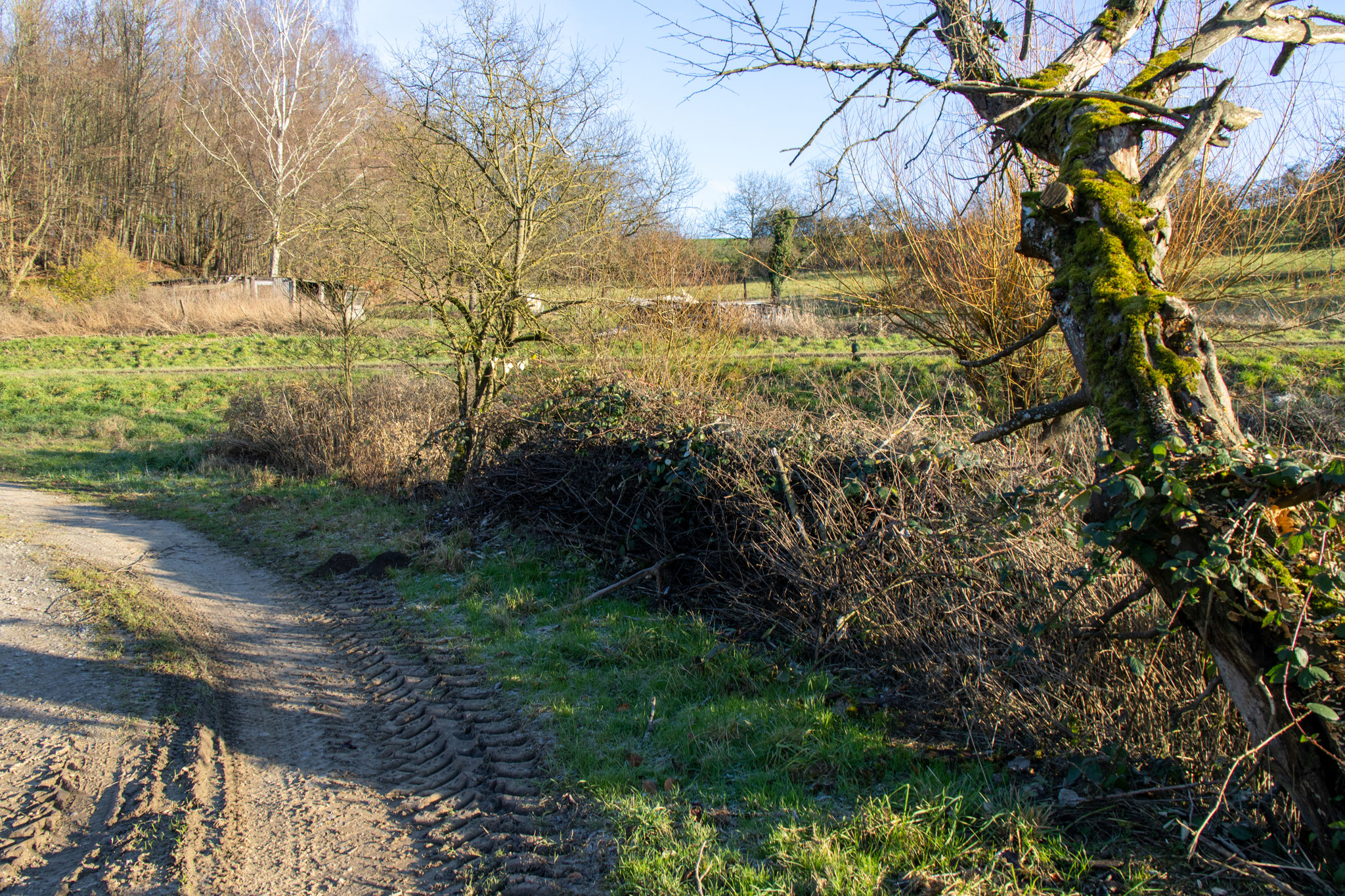 Dichte Brombeerbestände und Schilf prägen die Fläche rund um den Beckersbrünnlegraben. (Foto: B. Budig)