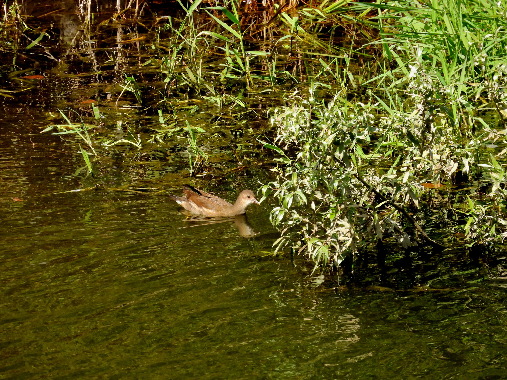 Schwimmendes Teichhuhn/Gallinula chloropus (Foto: Dorothea Koch)