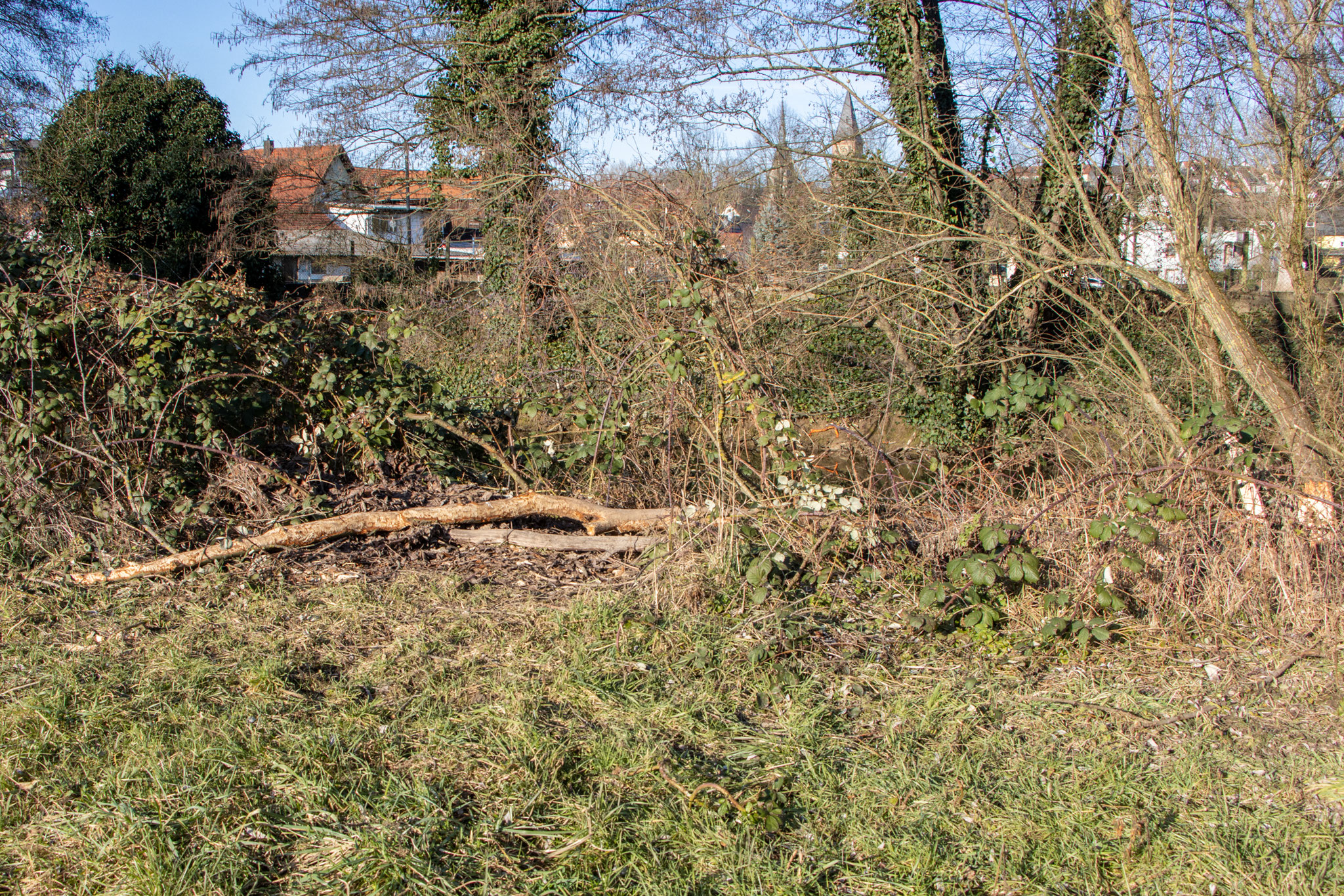 Der umgelegte Baum wurde am Ufer weiter bearbeitet. (Foto: Henrike Budig)