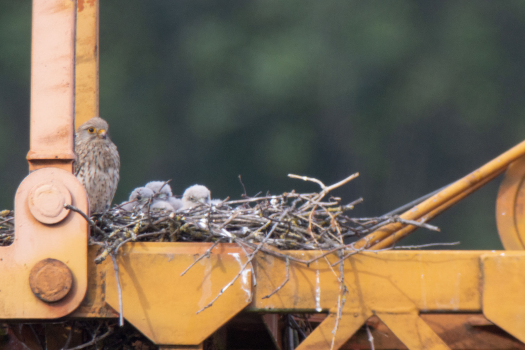 Vier Jungvögel im Nest am 08.06.20 (Foto: B. Budig)