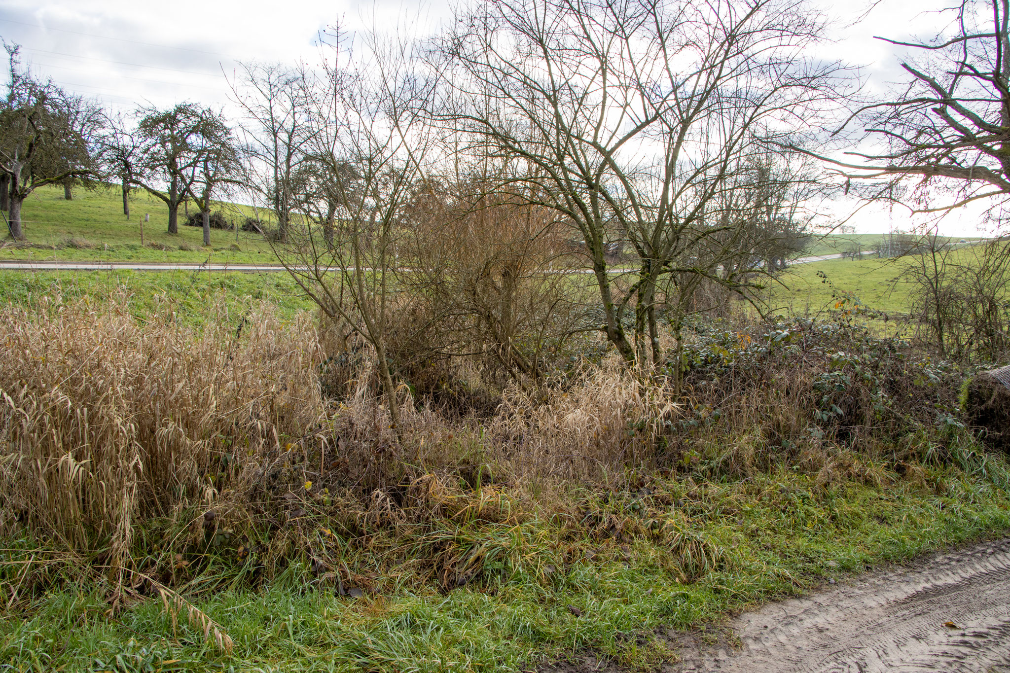 Hohes Gras und Brombeeren vor der Mahd (Foto: B. Budig)