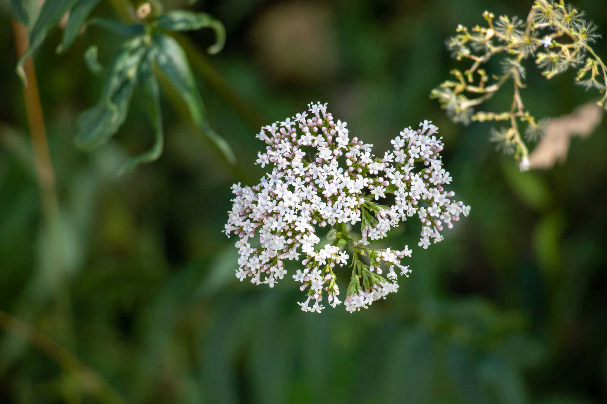 Blütenstand eines echten Baldrians (Valeriana officinalis) (BB)