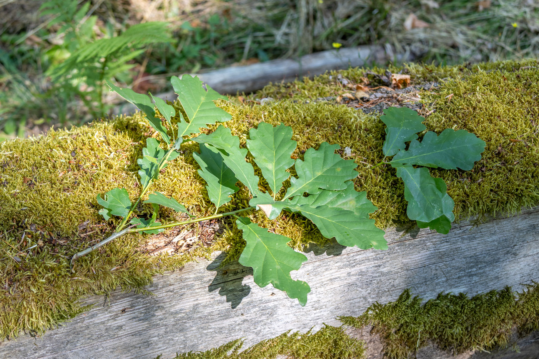 Blätter Traubeneiche/Quercus petraea (Foto: B. Budig)