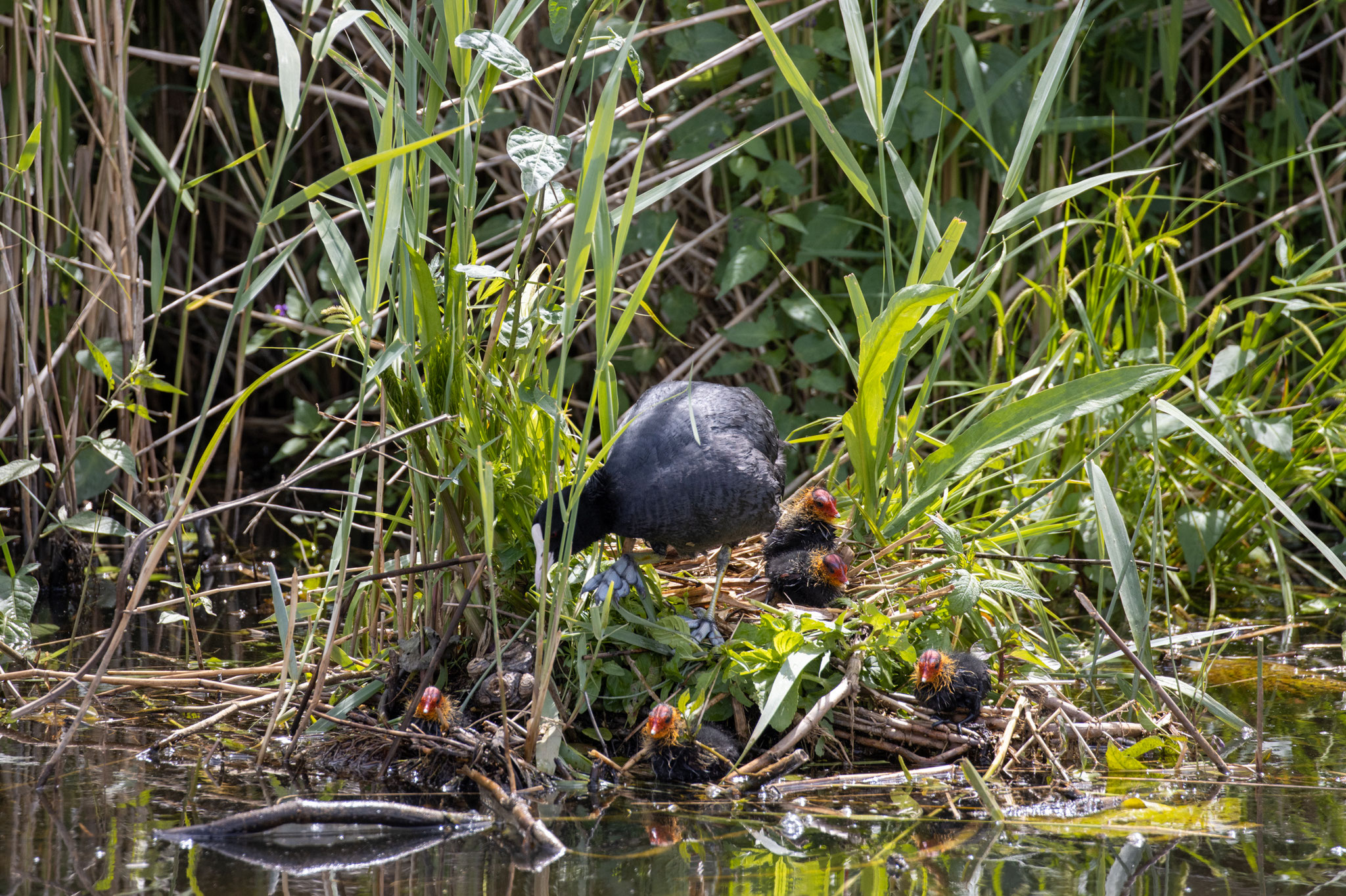 Blässhuhn/Fulica atra (Foto: B. Budig)