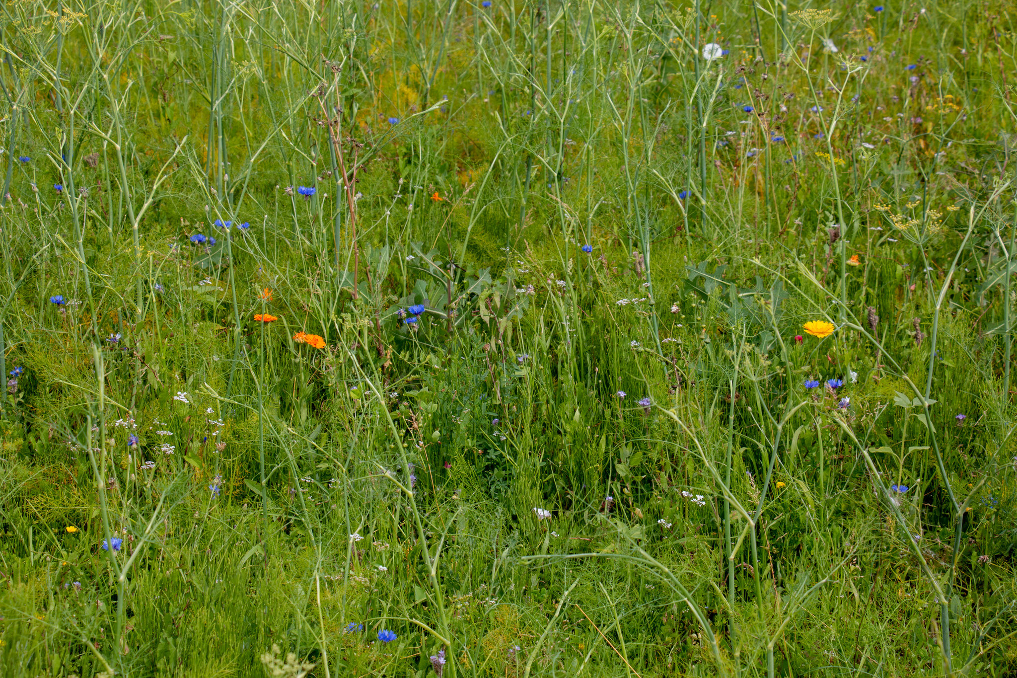 Ringelblumen (Calendula officinalis) in unterschiedlichen Farbnuancen (BB)