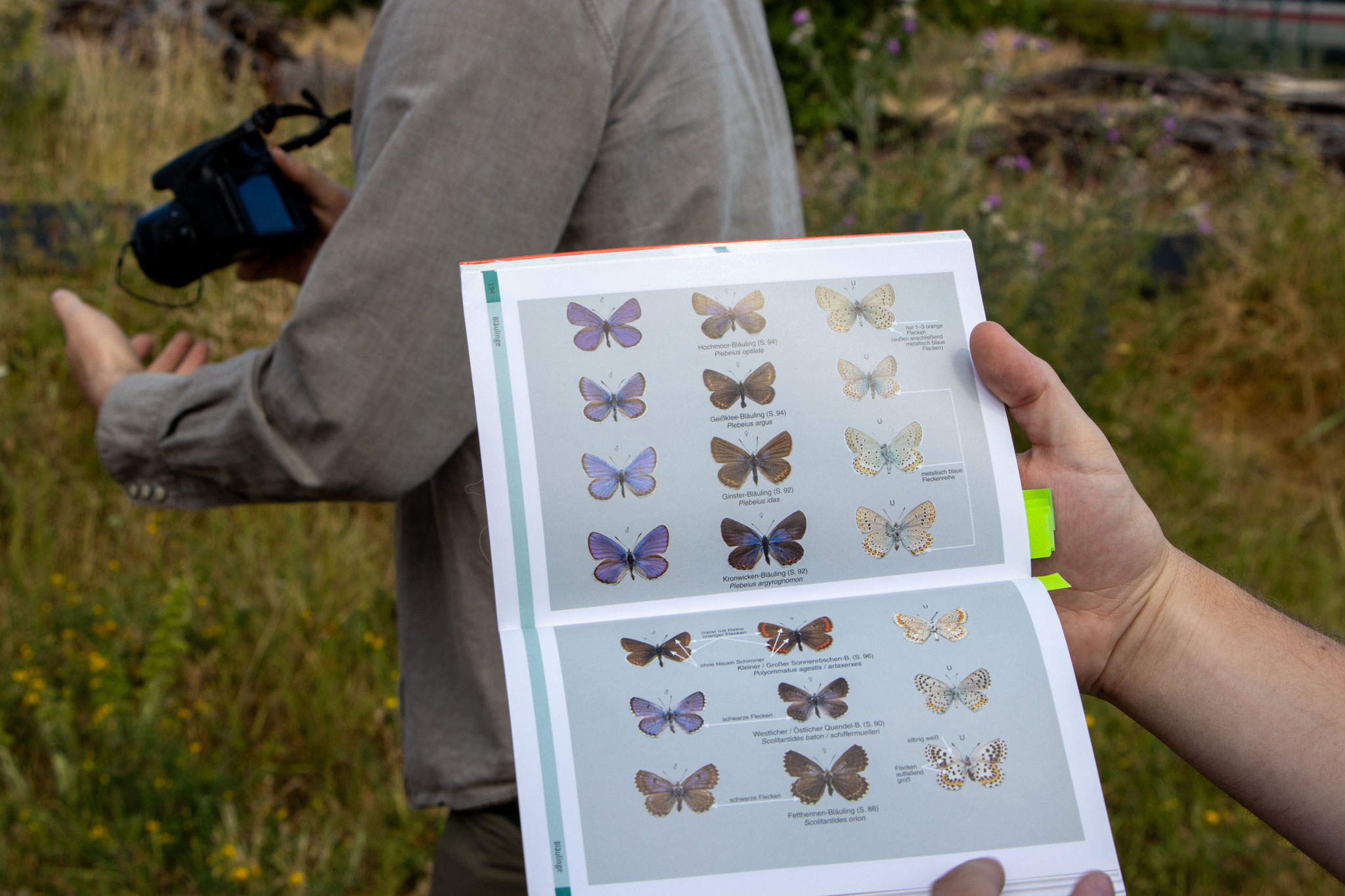 Übersichtstafel im Bestimmungsbuch (Foto: B. Budig)